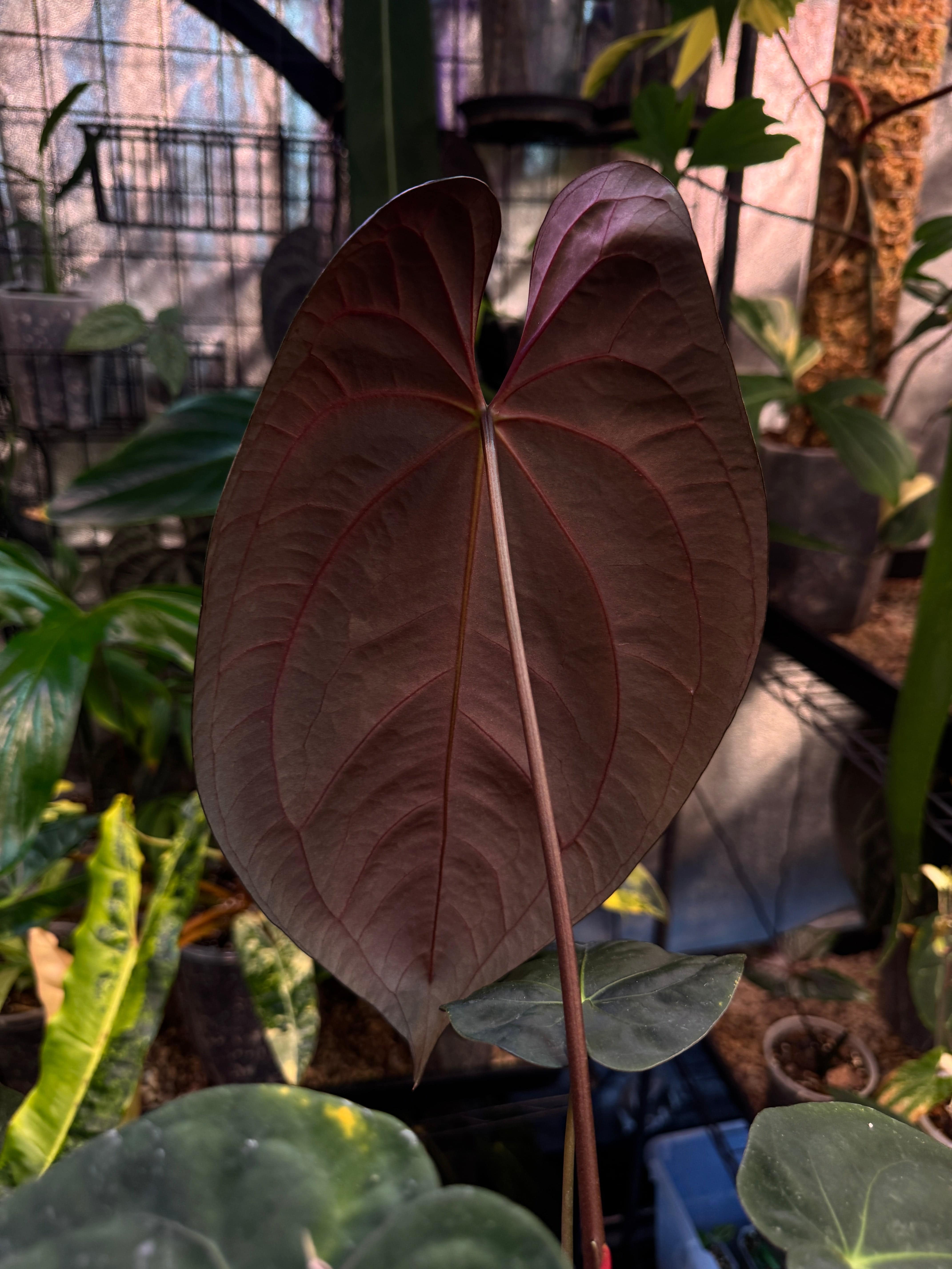 NFS: Anthurium Goliath x Dark Phoenix - SMUKHI