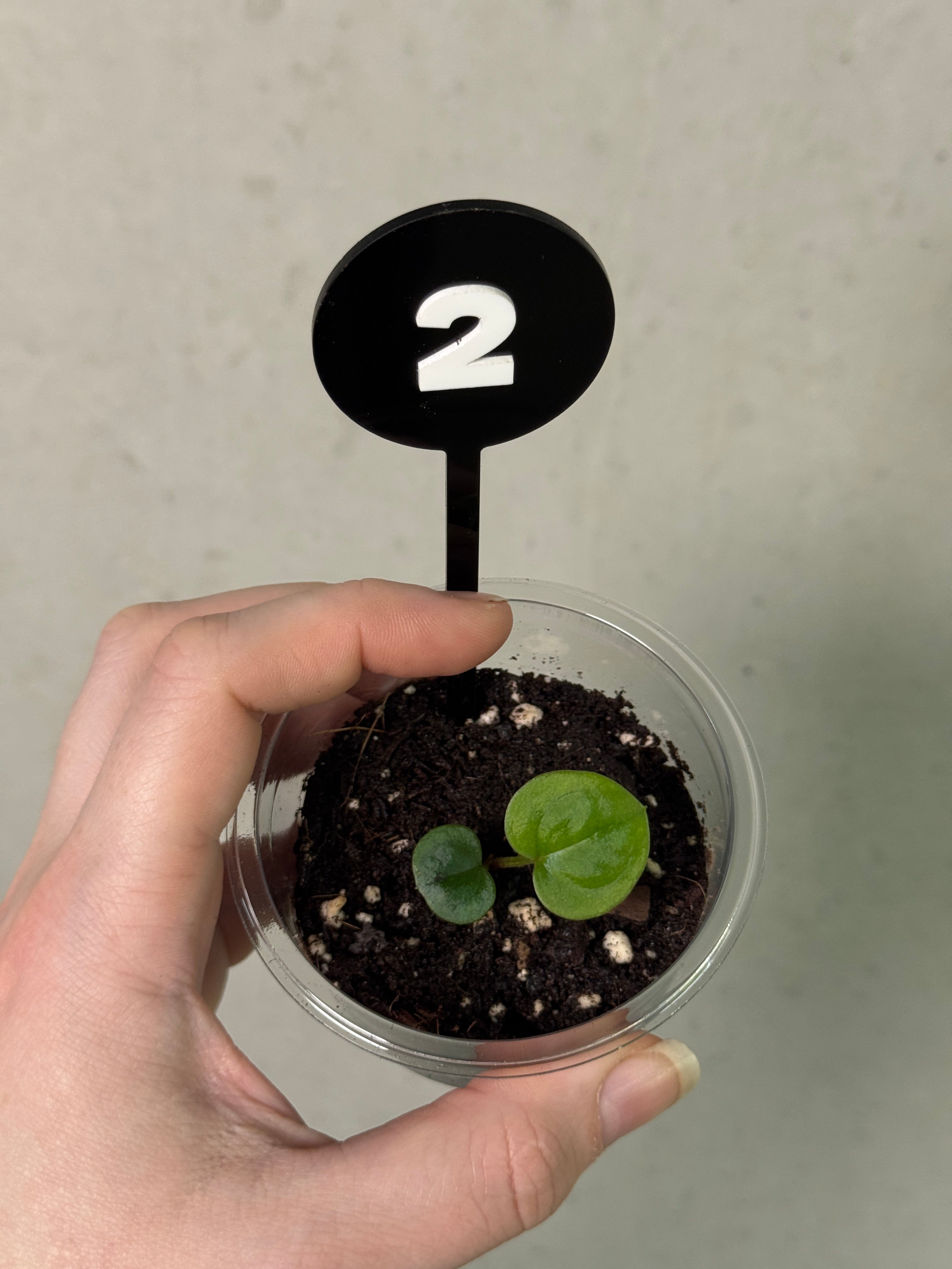 Anthurium HU Round '1’ x ‘2’