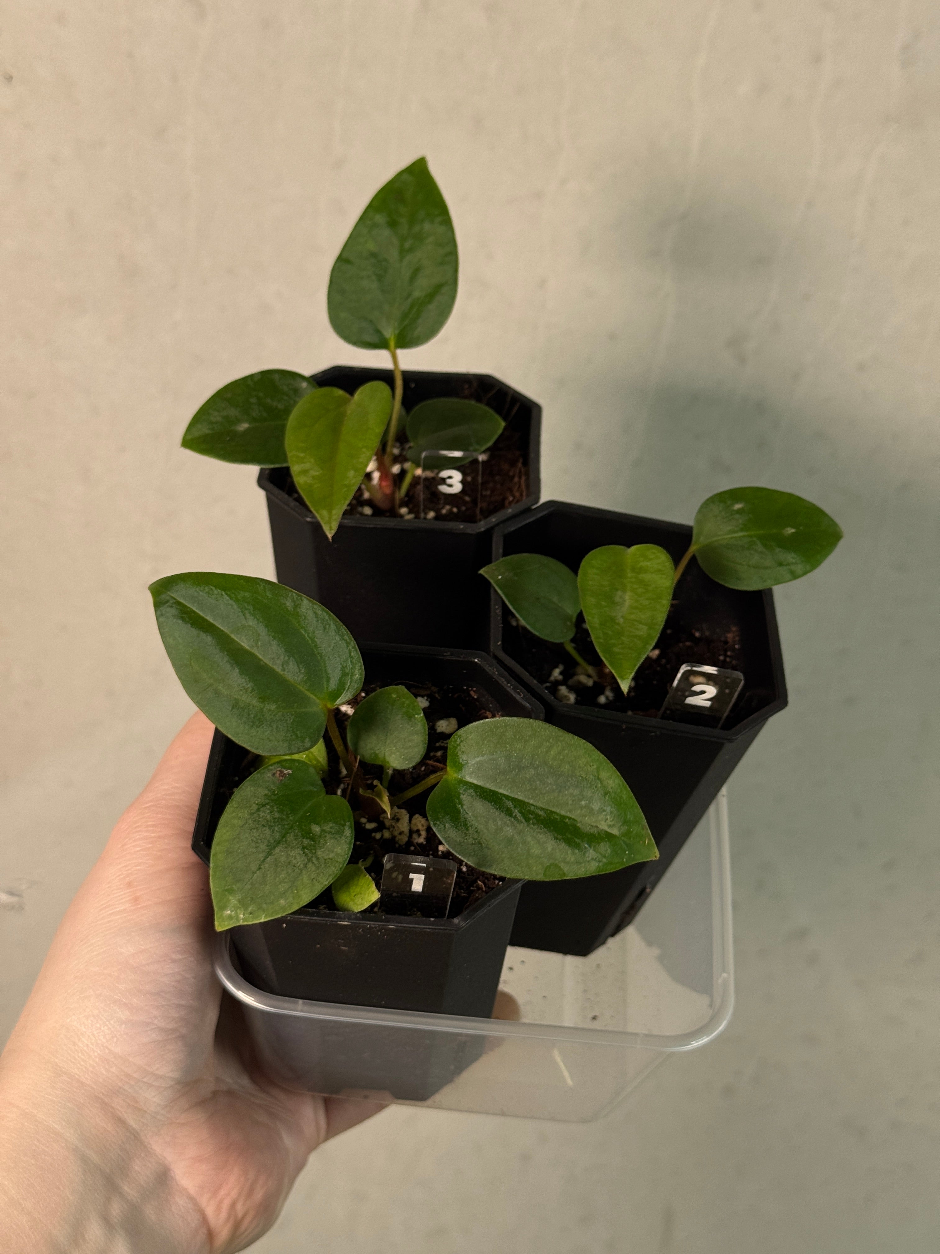 Anthurium Mr. Worldwide x sp. Nov DF