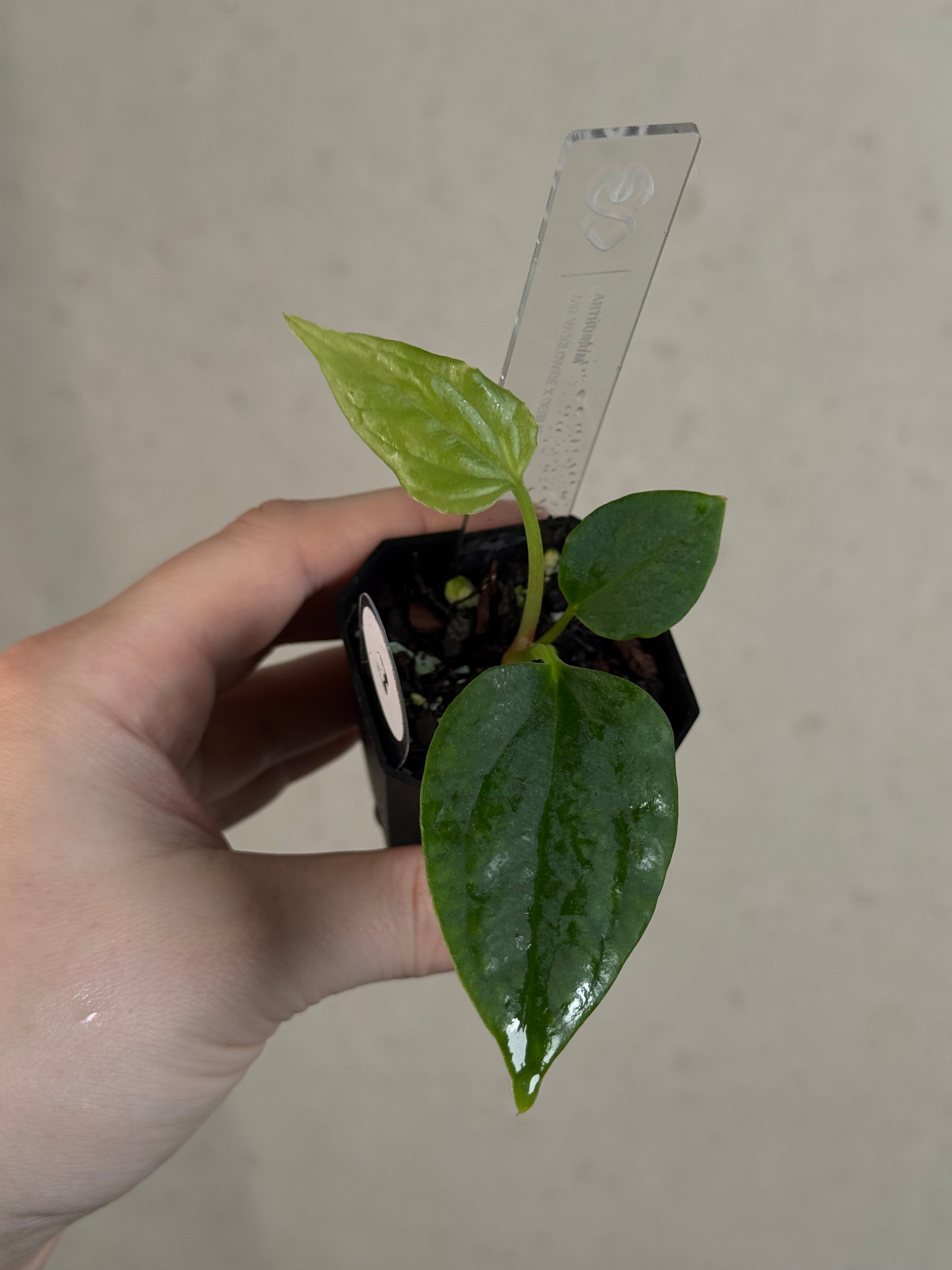 Anthurium Mr. Worldwide x Debile
