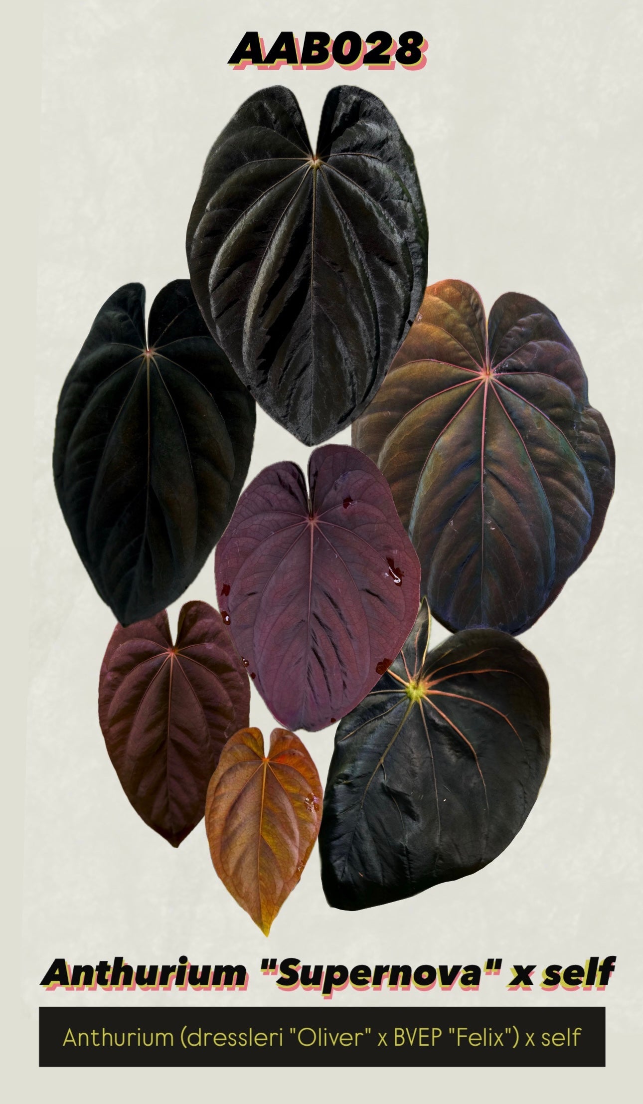 Anthurium 'Supernova' x self