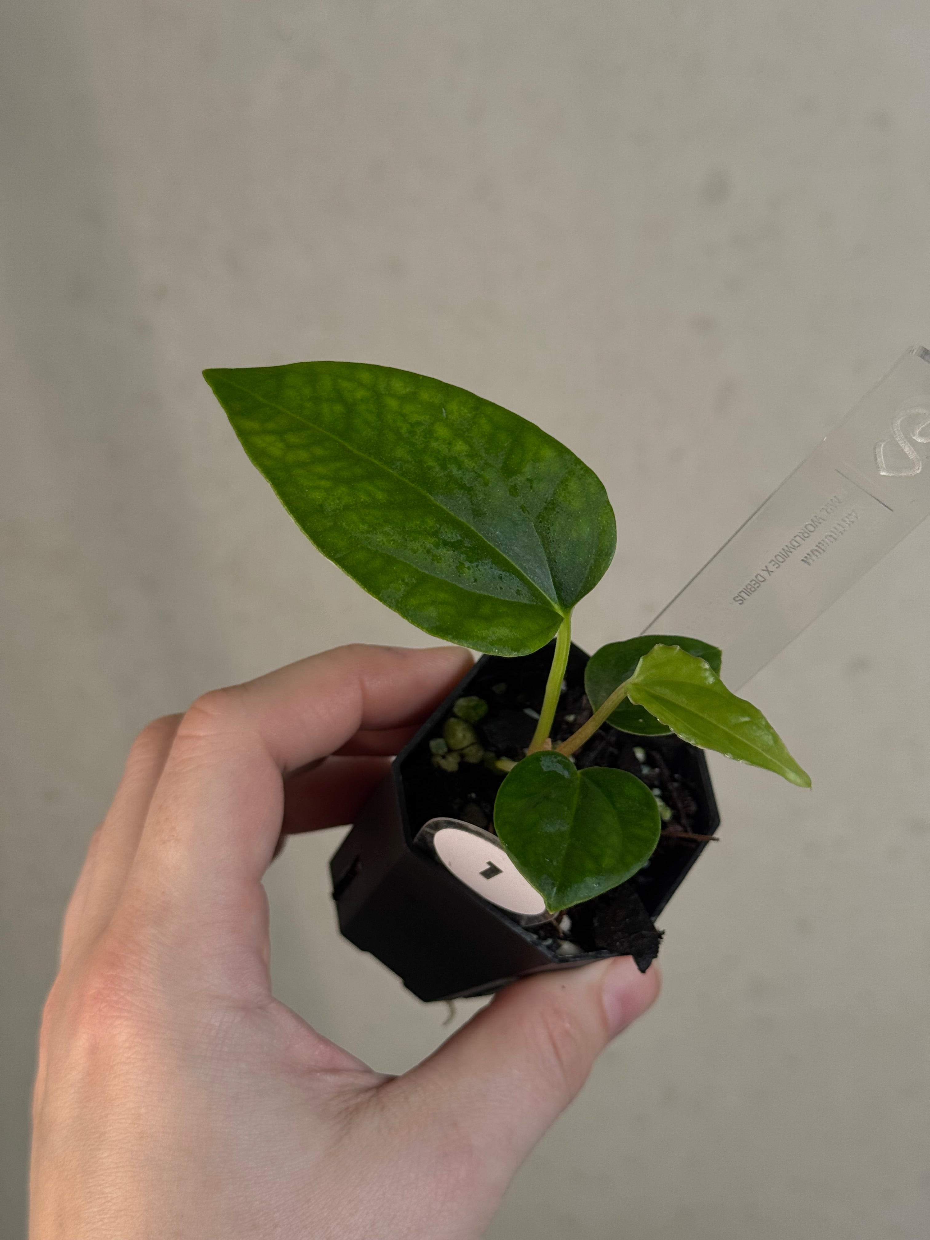 Anthurium Mr. Worldwide x Debile