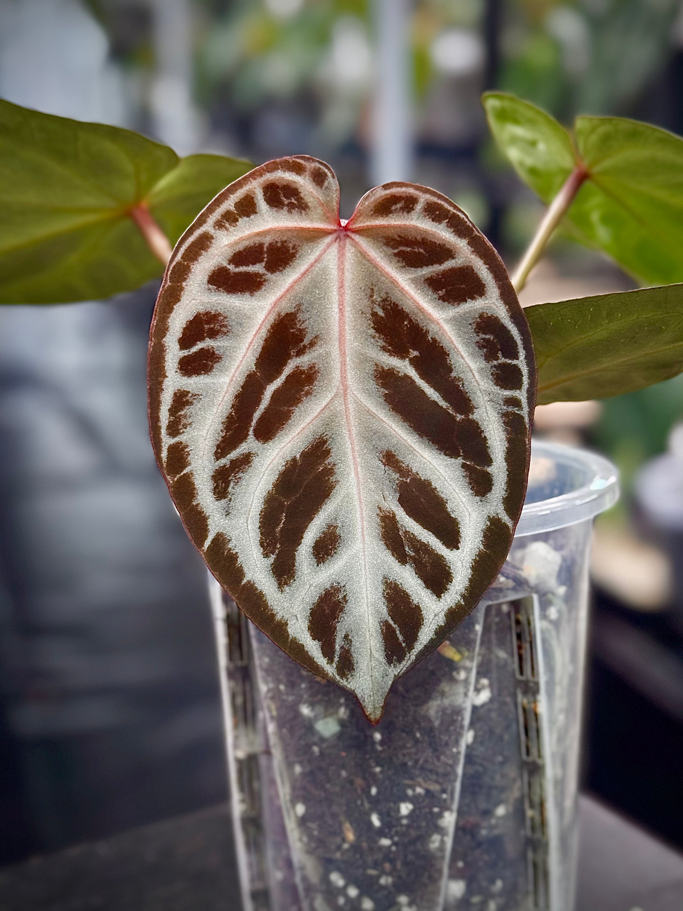 NFS: Anthurium Red Crystal Blush '2' x '1' - SMUKHI