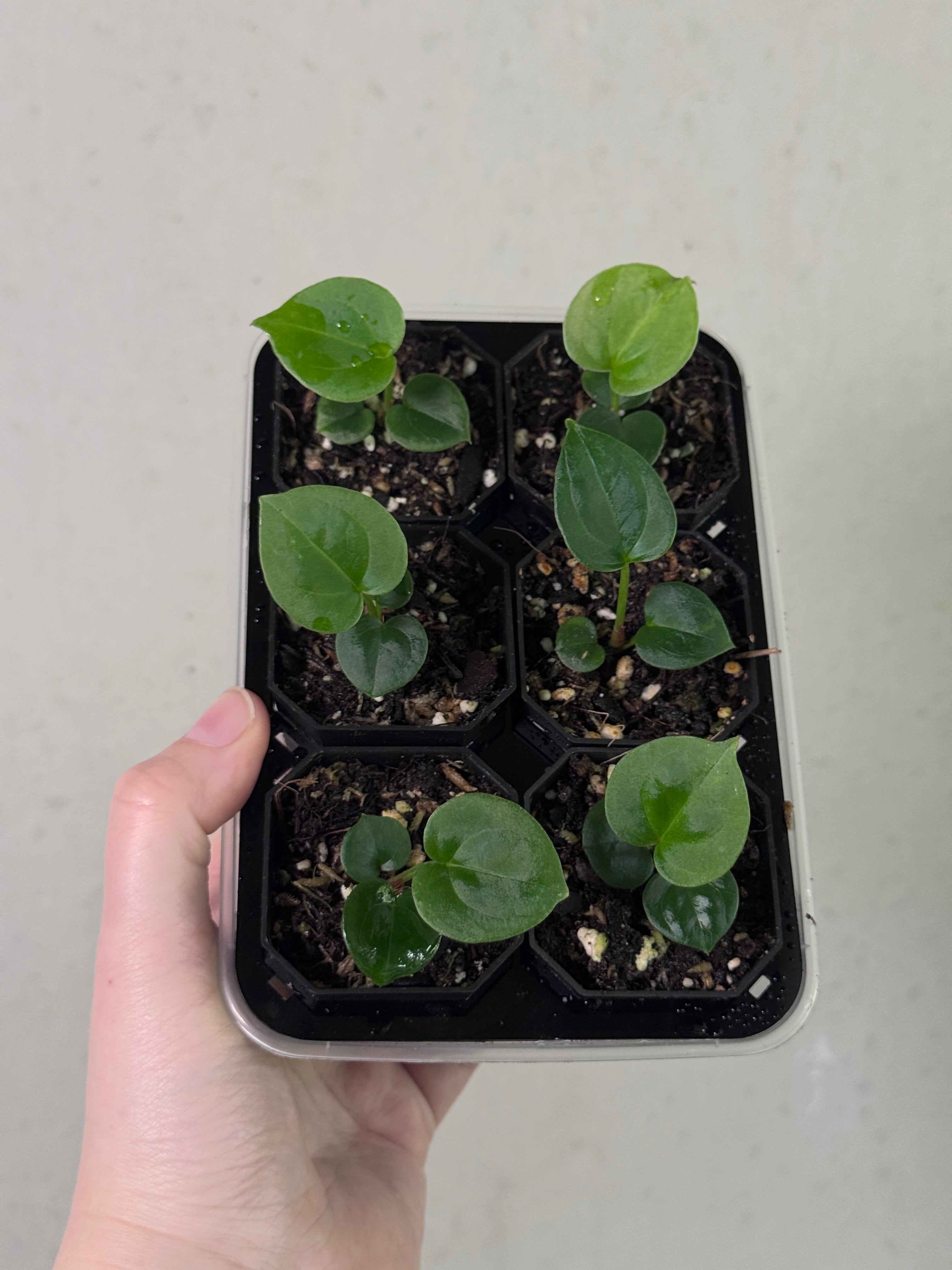 Healthy Anthurium HU Round '1’ x ‘2’ plant by SMUKHI with lush green leaves and vibrant flowers, indoor houseplant or decorative plant.