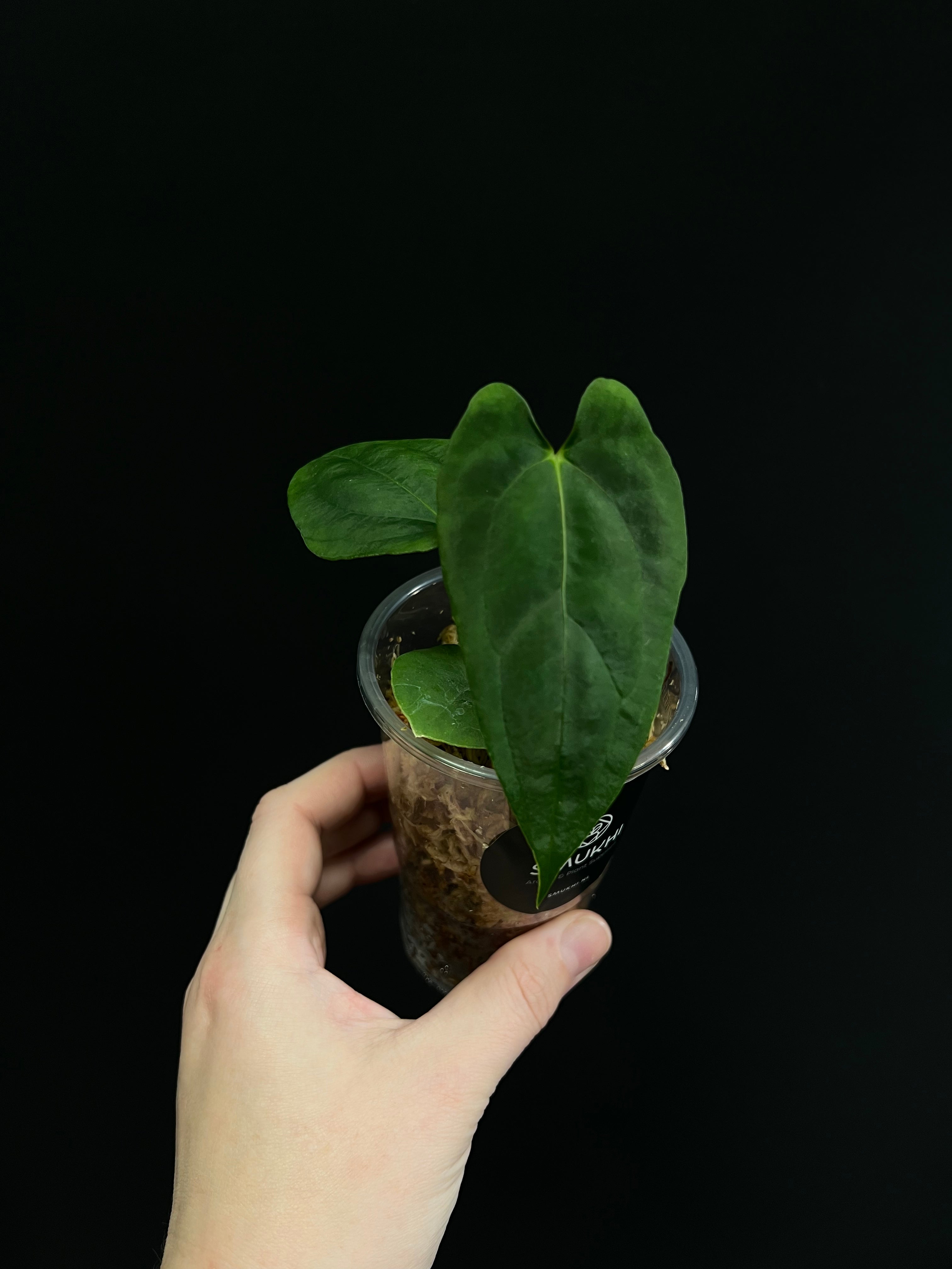 Anthurium RLFS x self - Small Plants