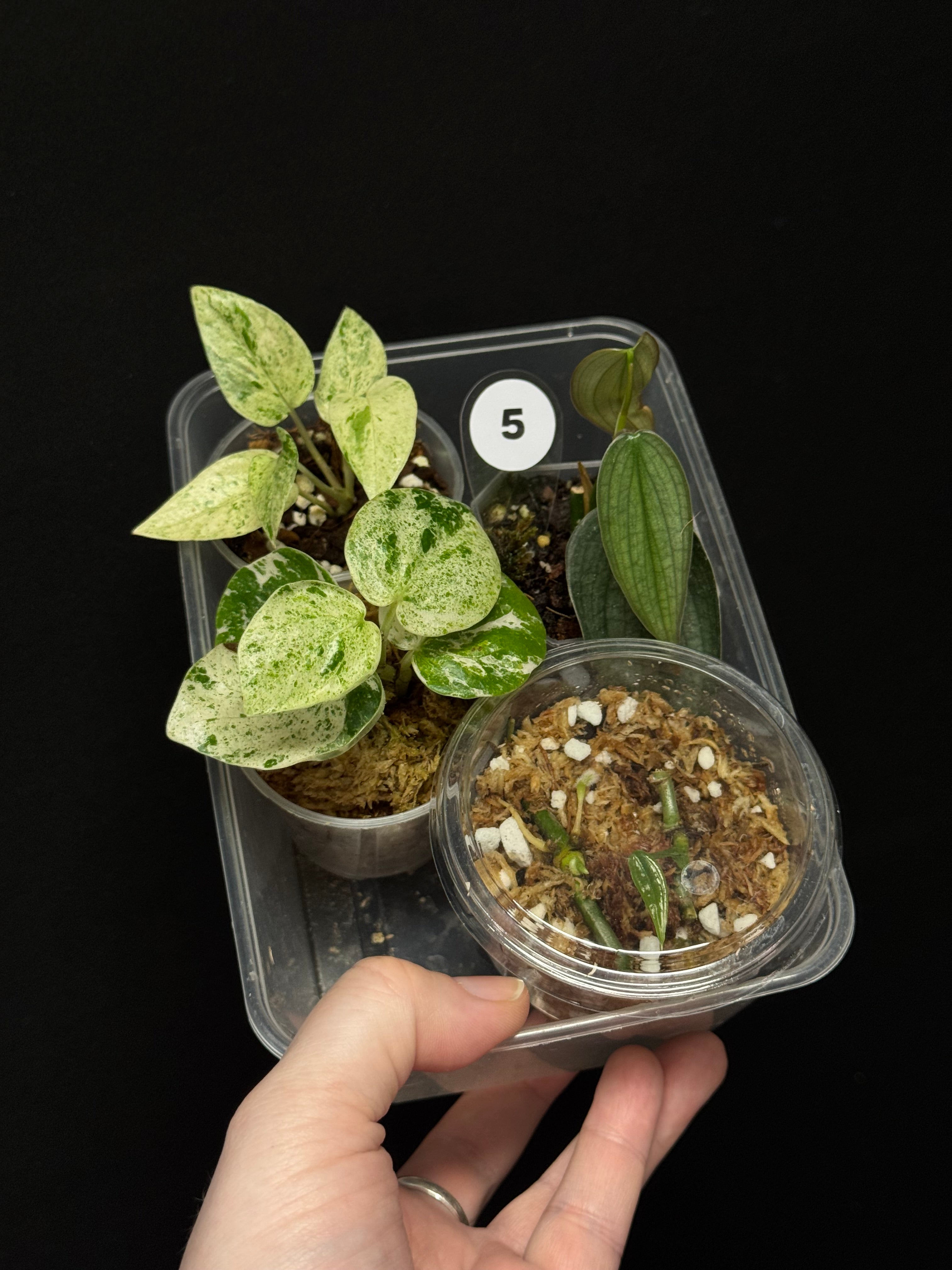 Baby Plant Bundle - Various plants