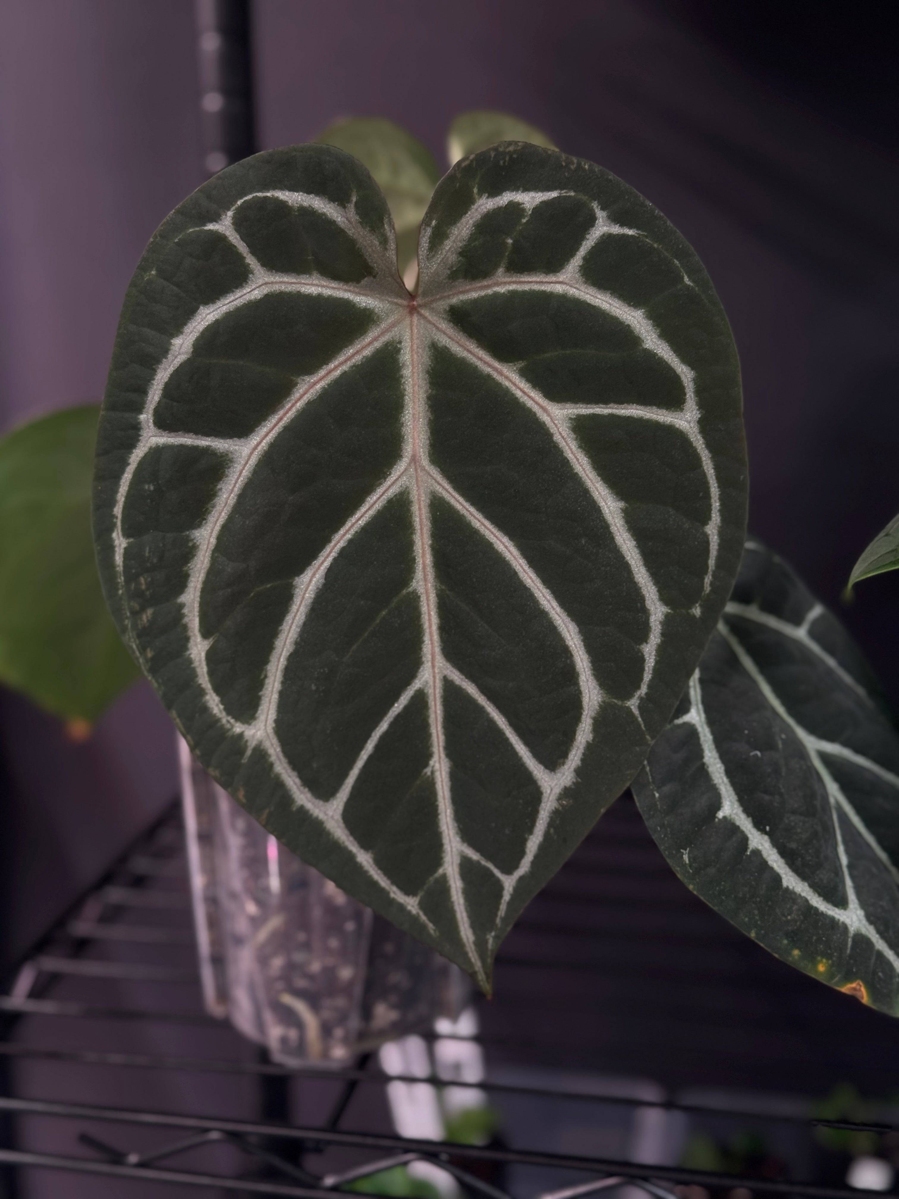 NFS: Anthurium Red Crystallinum WU4 x self - SMUKHI