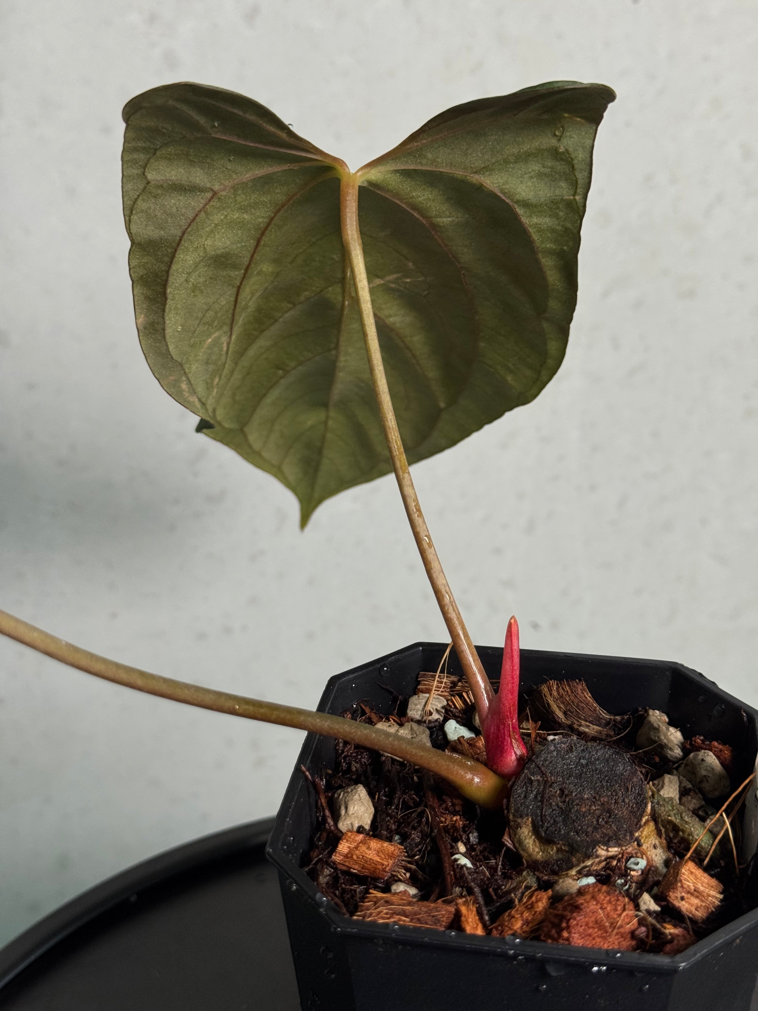 Anthurium Papillilaminum (Ree Gardens) #2 - Clone