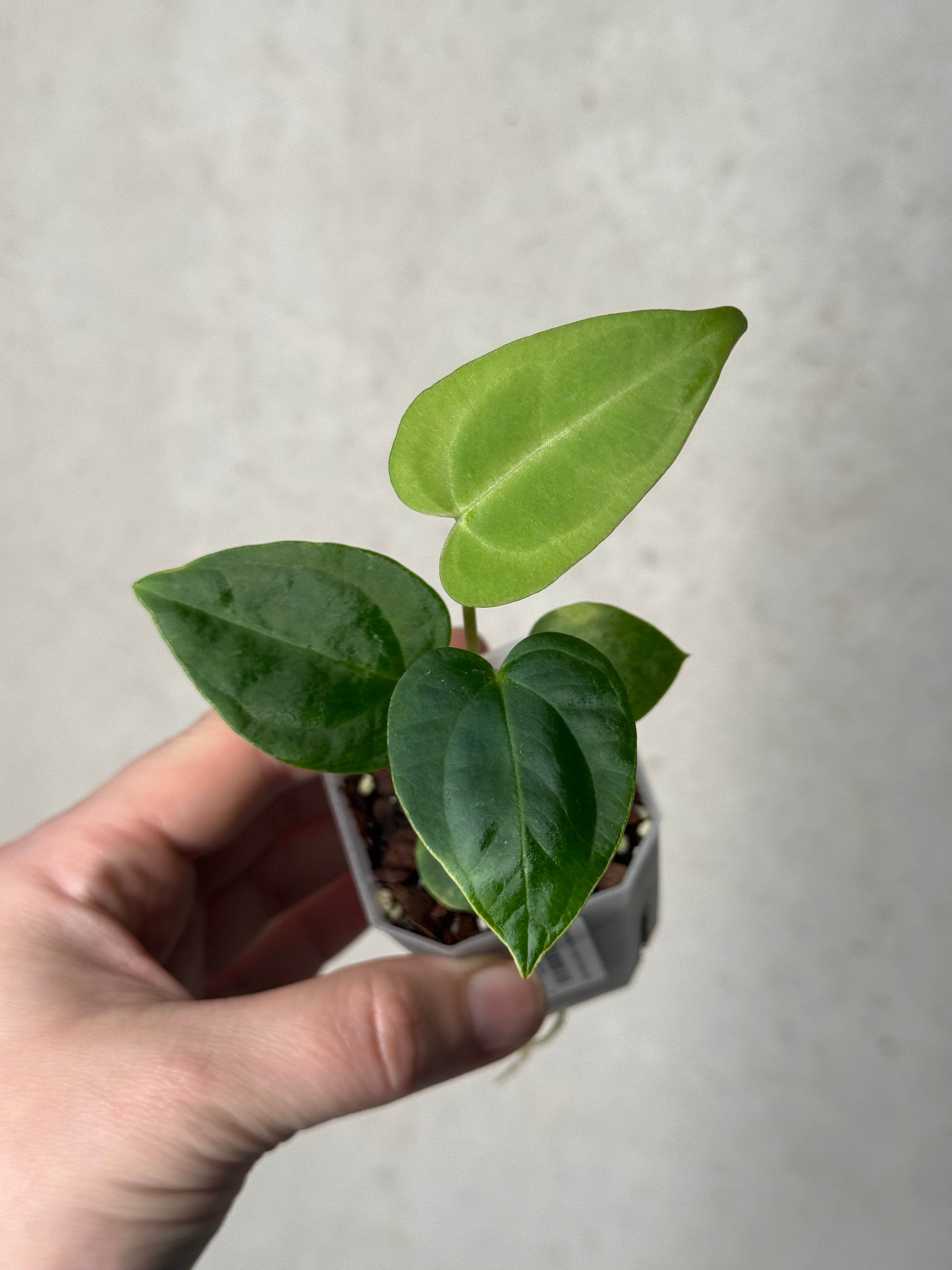 Anthurium (Blue Papillilaminum x Forgetii) x (Papillilaminum XOne x XOne)
