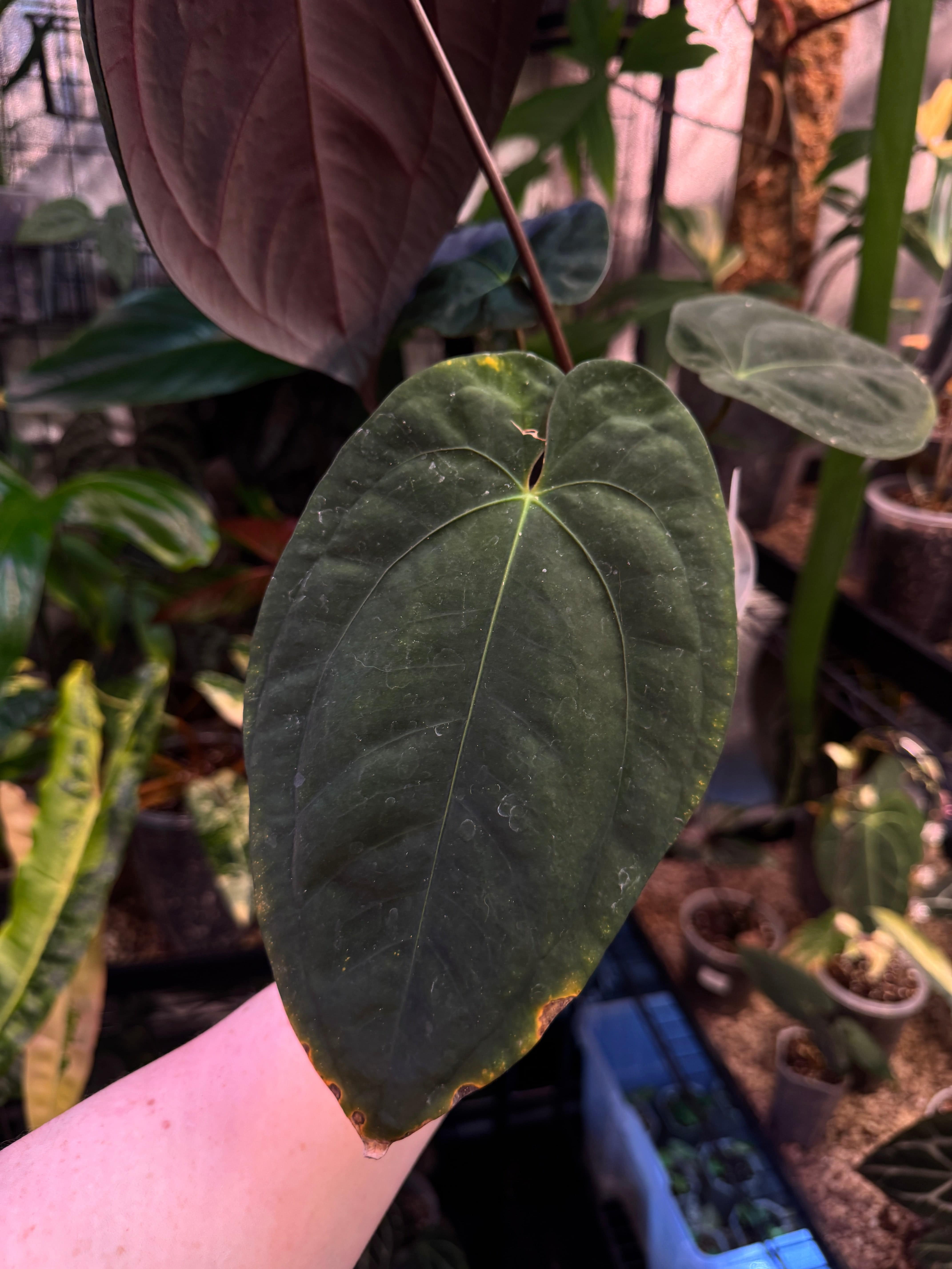 NFS: Anthurium Goliath x Dark Phoenix - SMUKHI