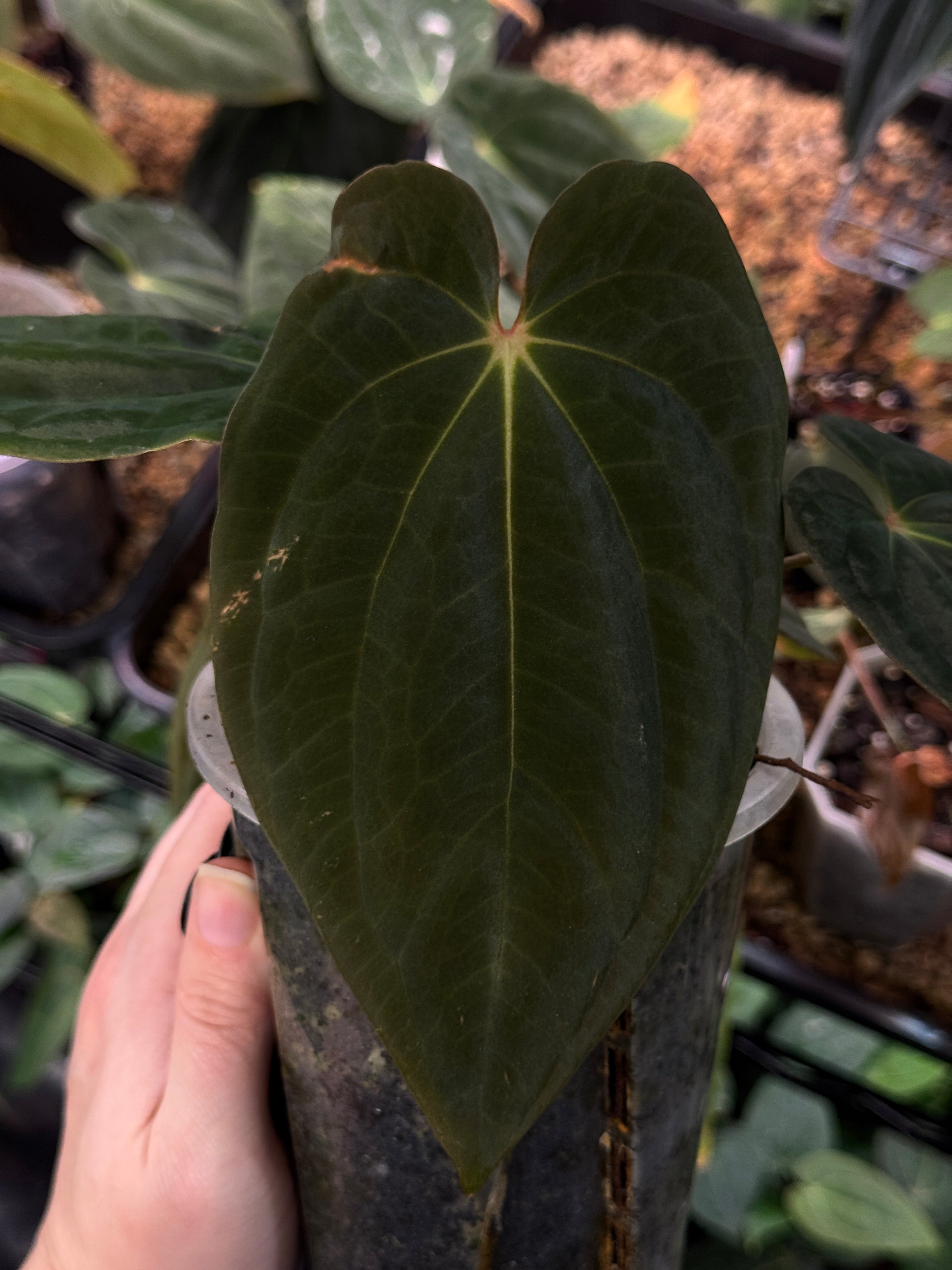 NFS: Anthurium BVEP 'Round' x 'BBL' (#2)