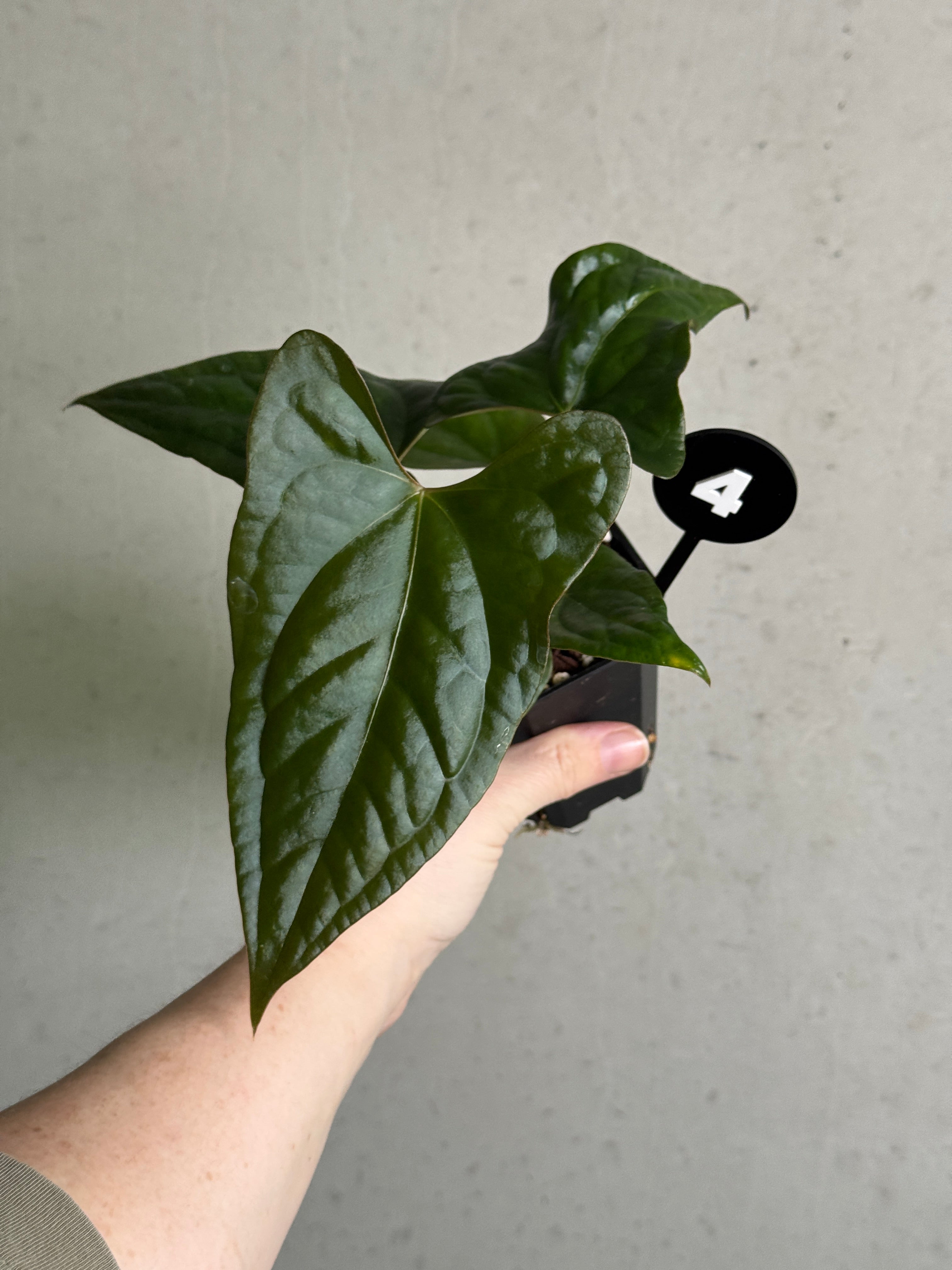 Anthurium plant with dark foliage, showcasing glossy leaves and vibrant spathes, from SMUKHI's Dark Phoenix x Goliath hybrid collection.
