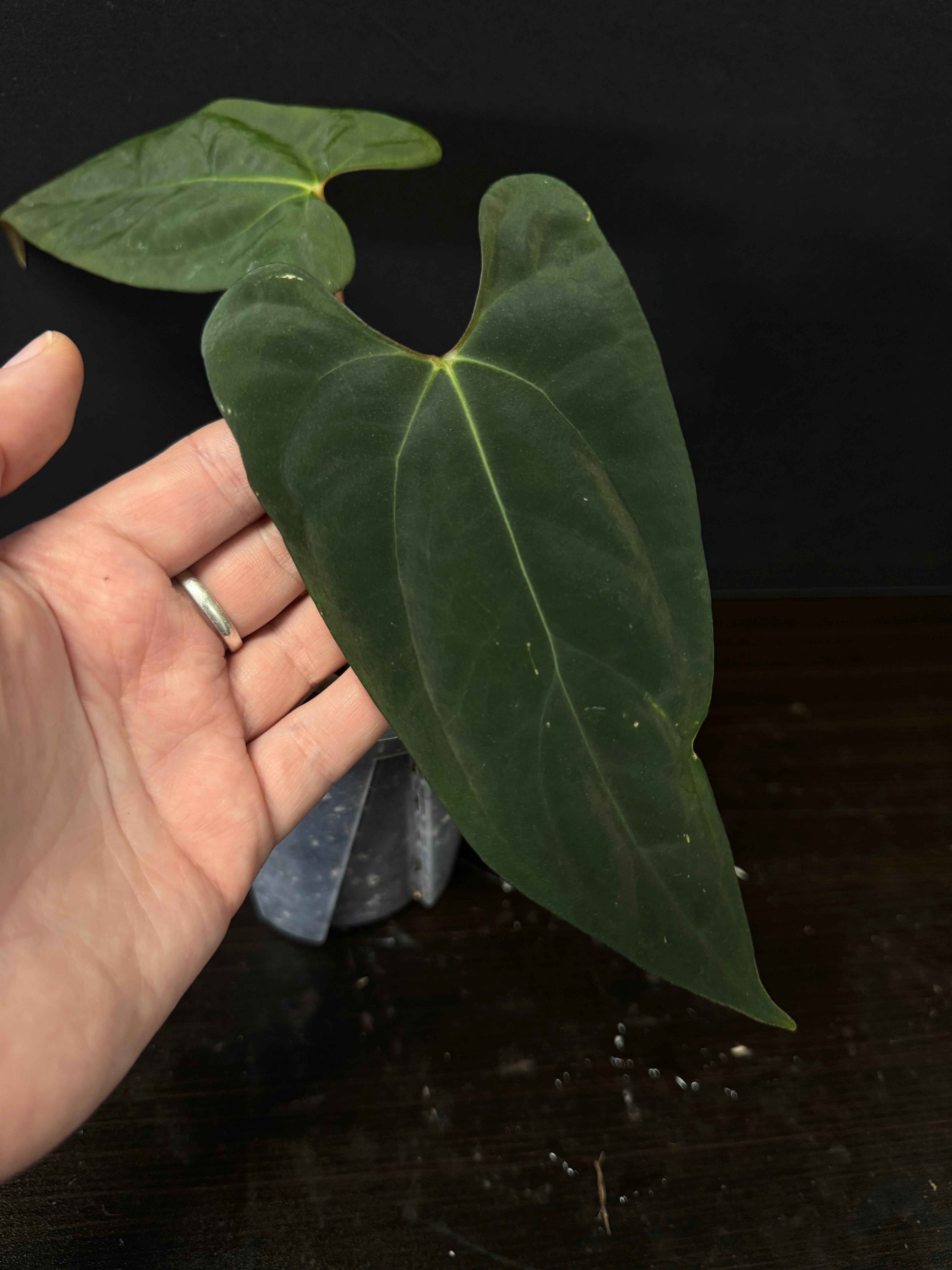 Anthurium NSE Portillae x RLxFS