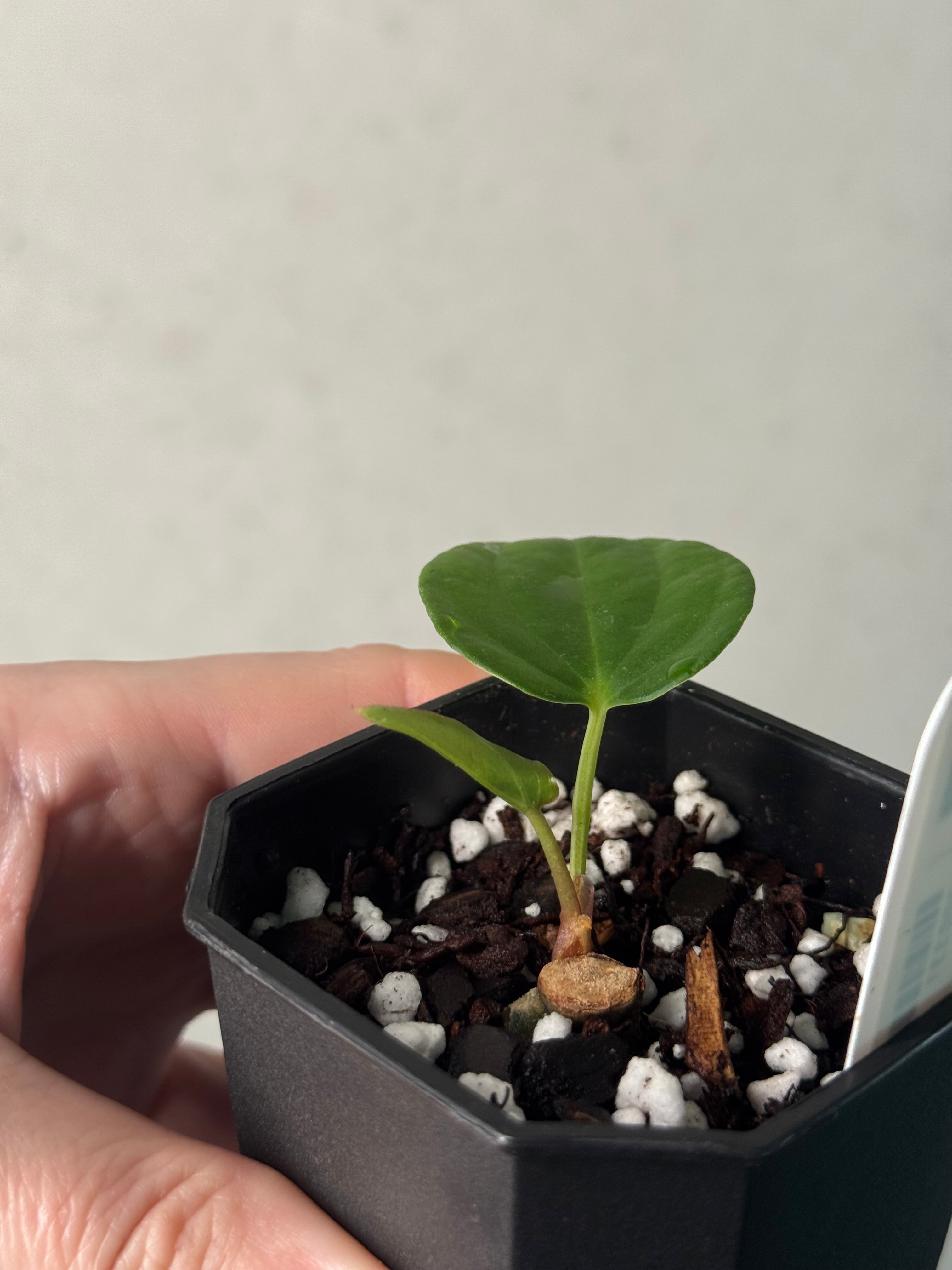 Anthurium sp. Nov DF x BVEP RA1 - Clone - Pre-order