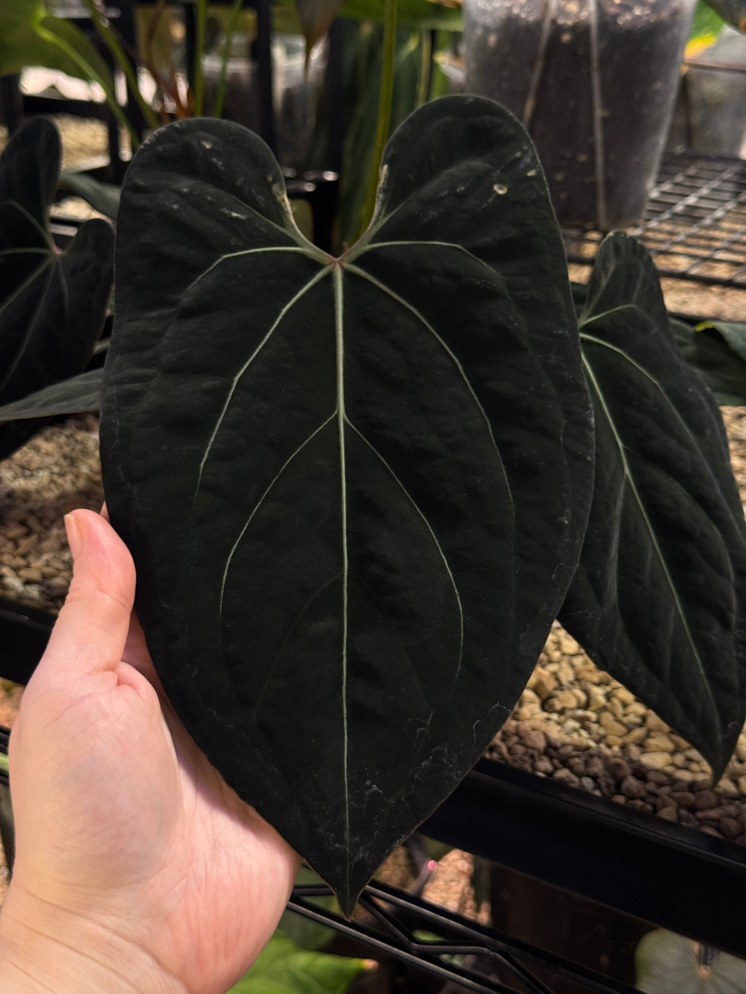 Crystallinaminum Anthurium plant featuring dark foliage and vibrant spathes, a hybrid of Forgetii x Carlablackiae ‘Amanda’ x Portillae ‘Dorito’