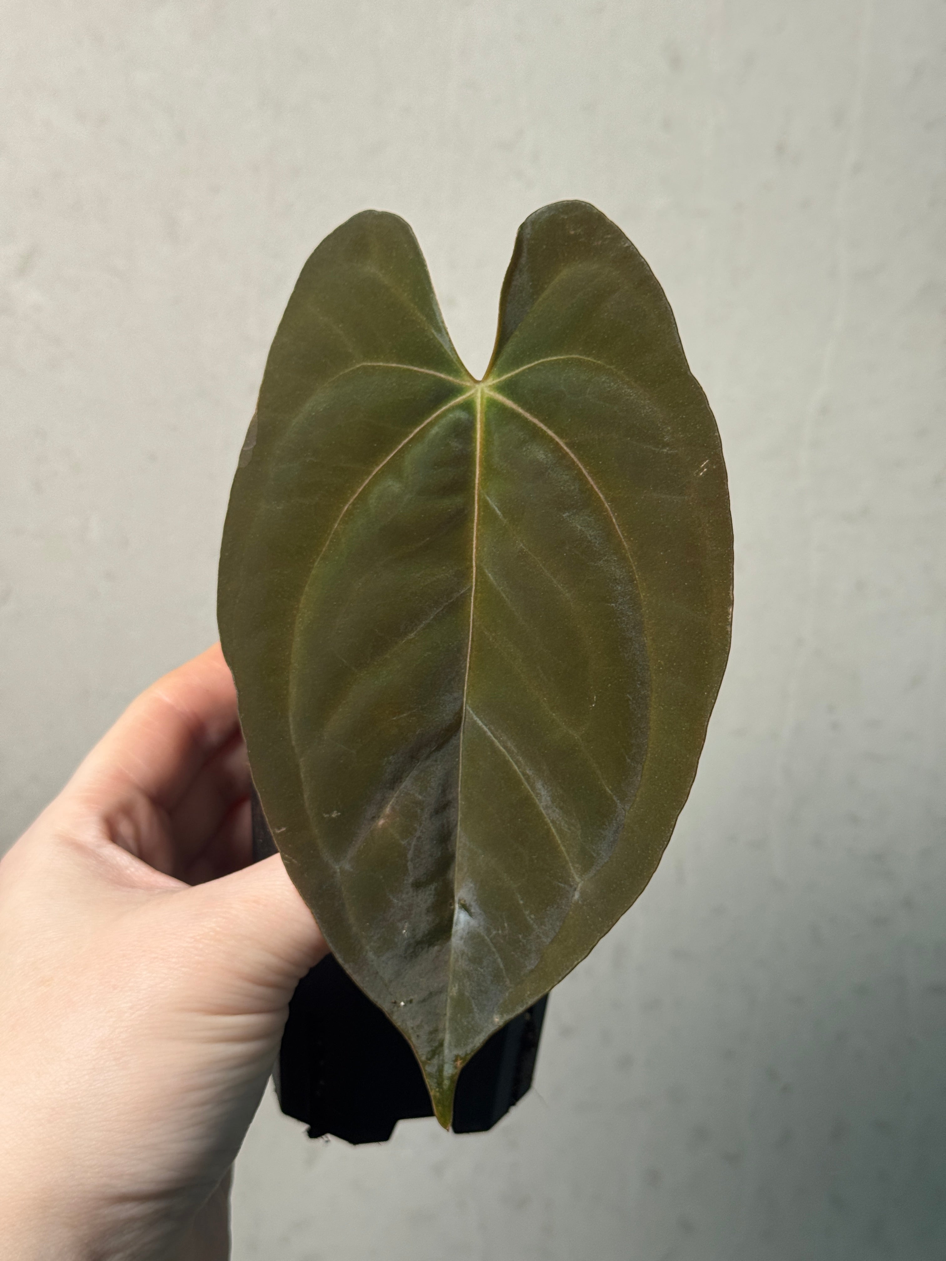 Anthurium FSxRL ‘Grim Reaper’ x Papillilaminum RA6 - Clone - SMUKHI