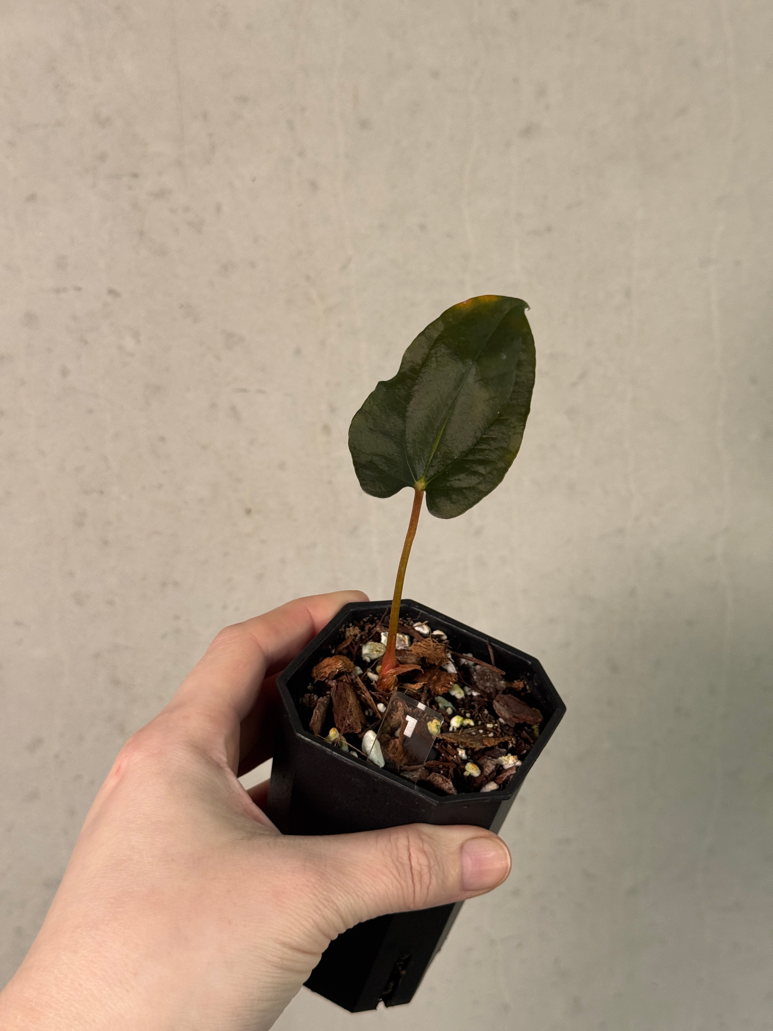 Anthurium Ralph Lynam x Fort Sherman S1 (JV) - Clone