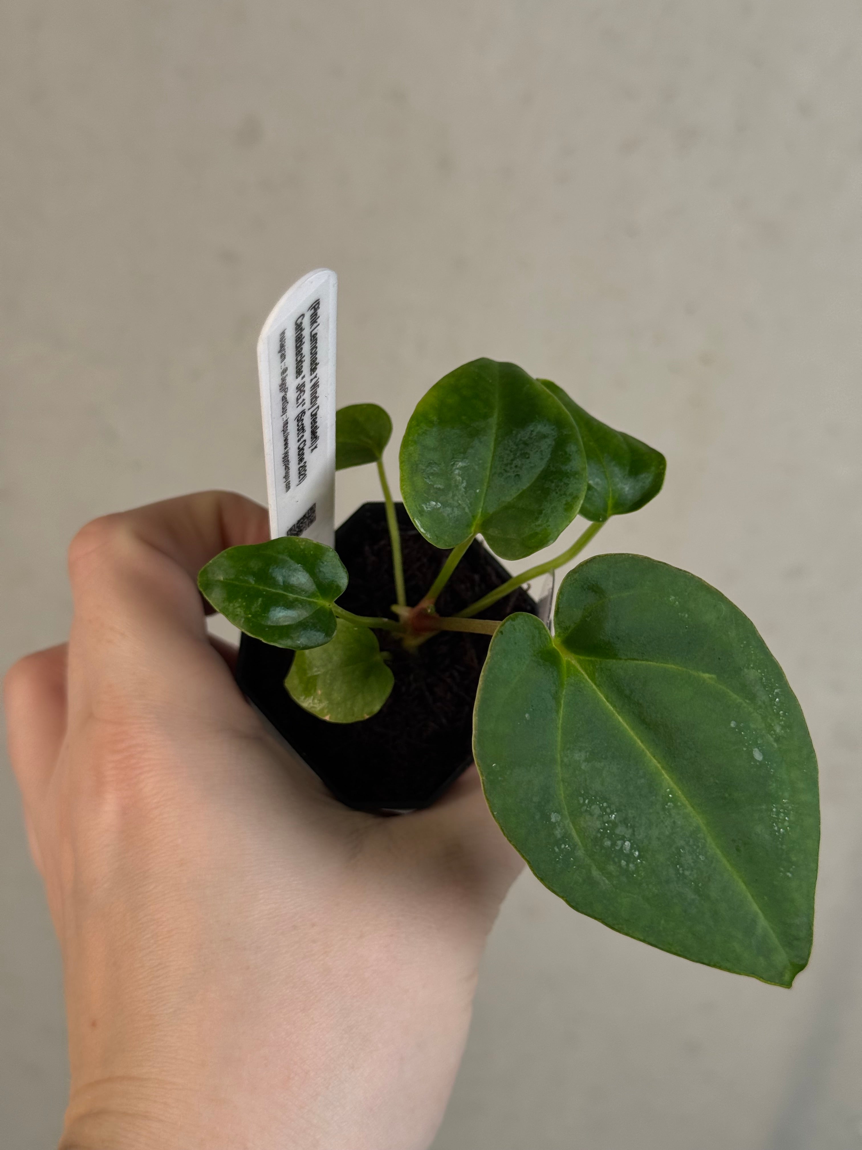 Anthurium (‘Pink Lemonade’ x Windy Dressleri) x Carlablackiae JPG.1
