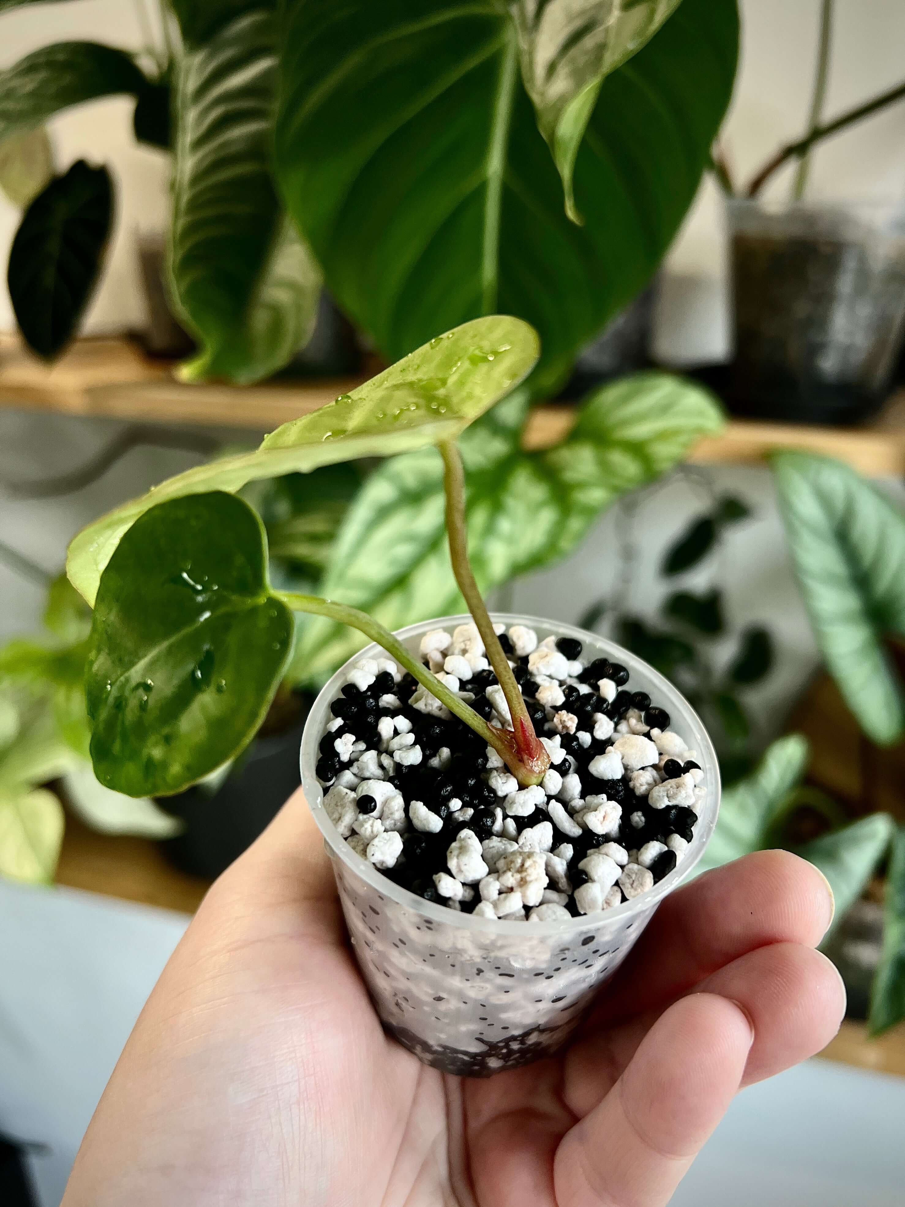 Rooting Substrate “Oreo Mix”