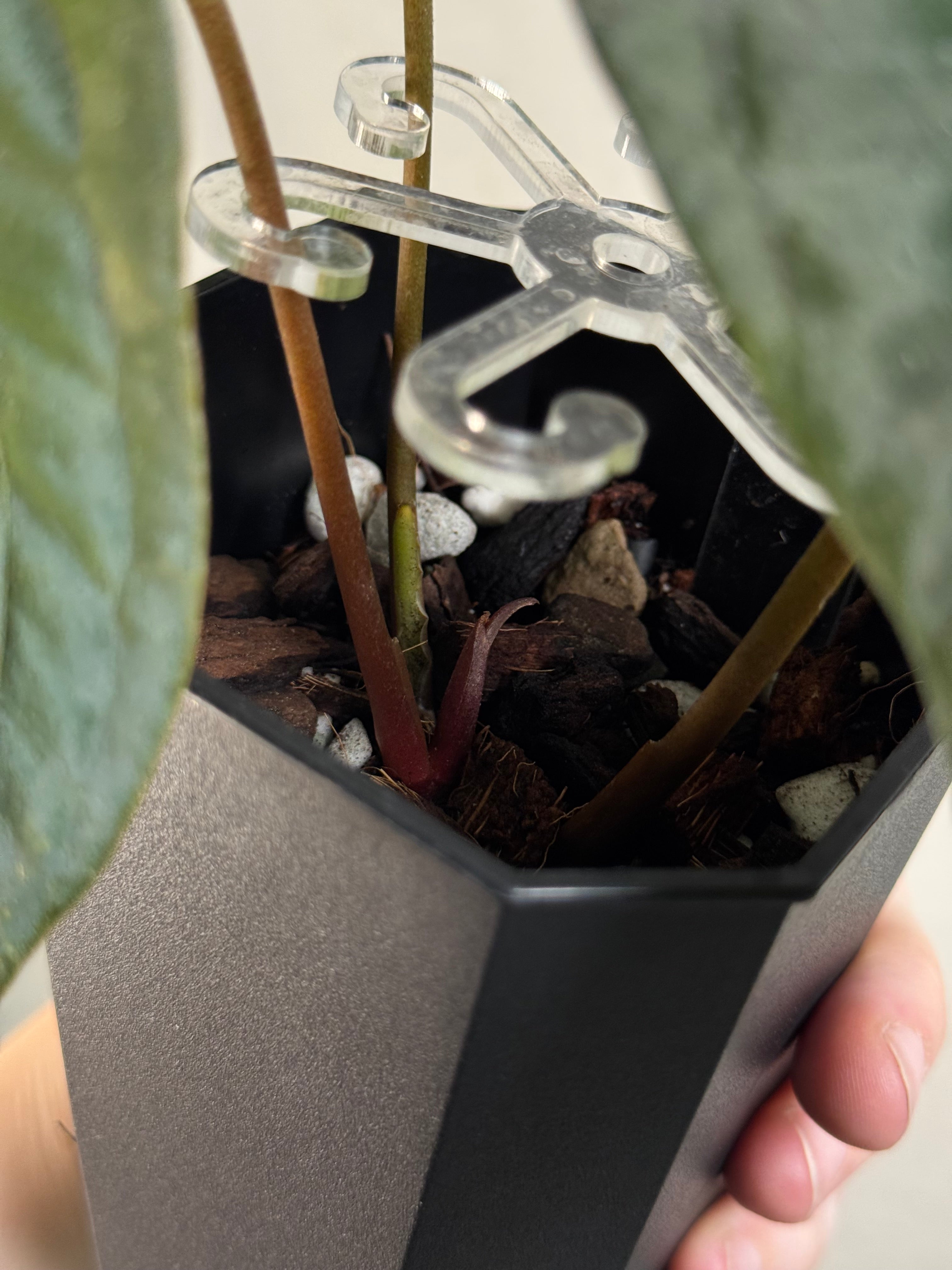 Anthurium FSxRL ‘Grim Reaper’ x Papillilaminum RA6 - Clone