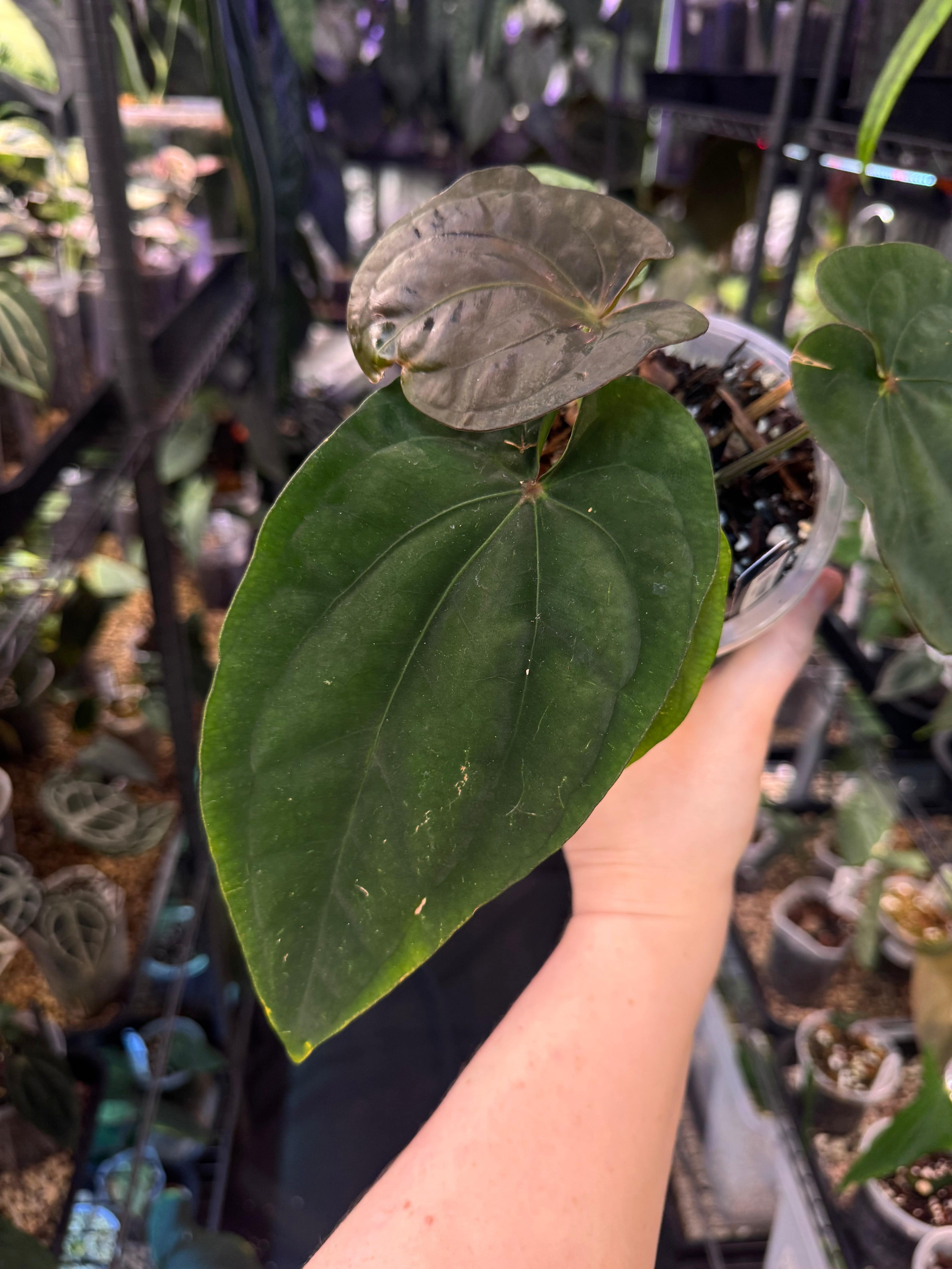 NFS: Anthurium Dressleri RG #2 Clone x ‘Windy’ - SMUKHI
