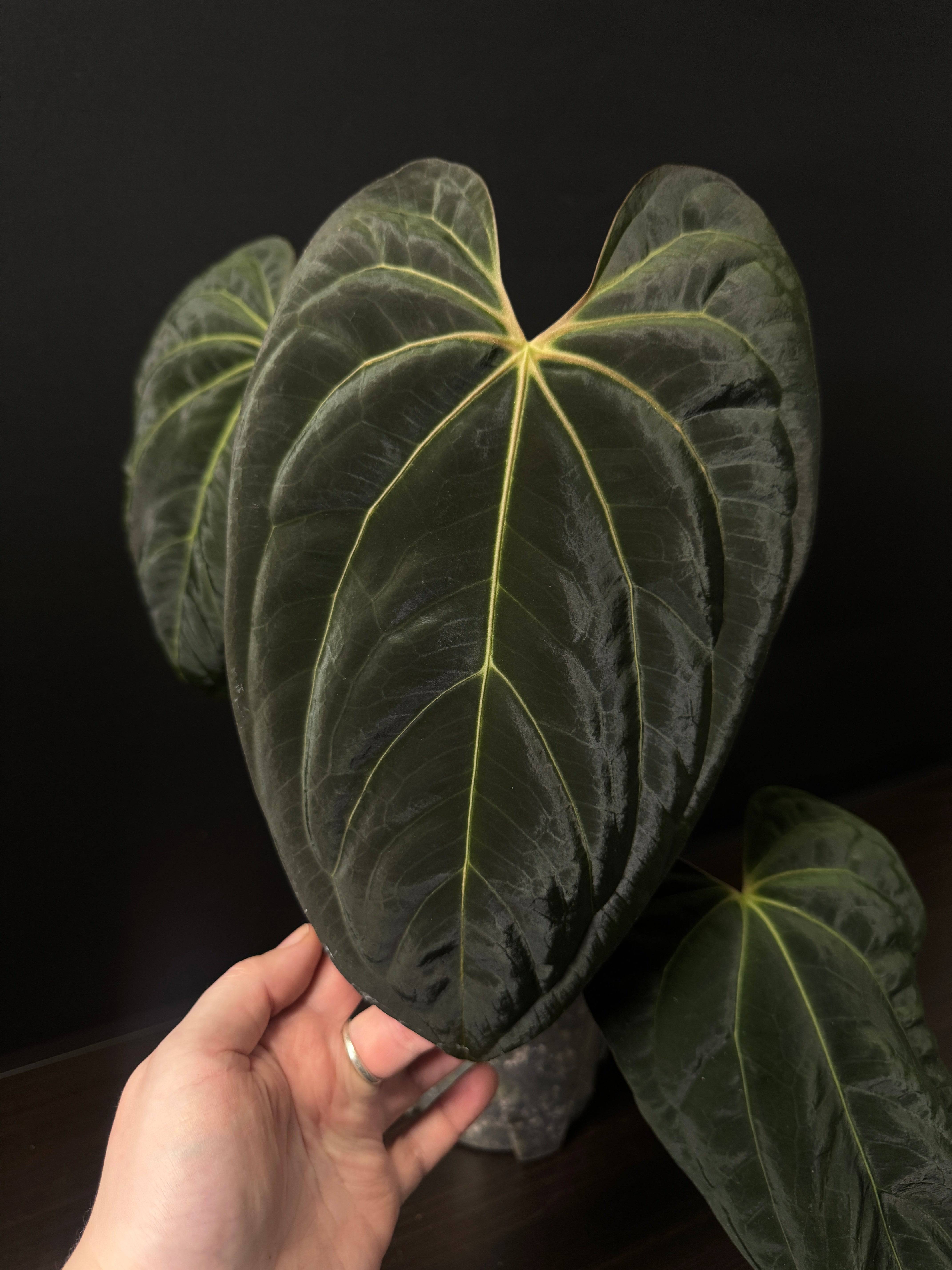 NFS: Anthurium Papillilaminum 'Lunox' S1 - SMUKHI