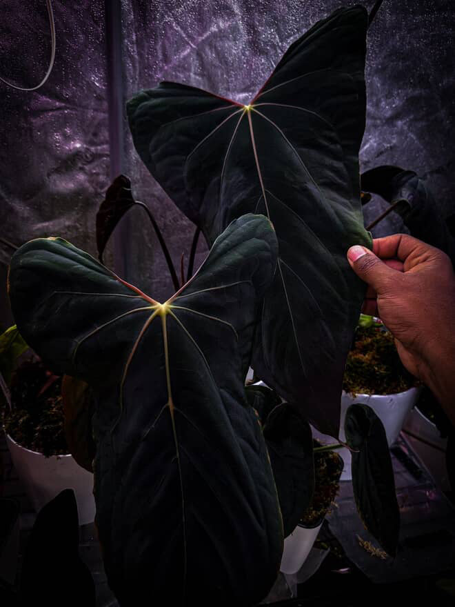 Anthurium Ralph Lynam x self