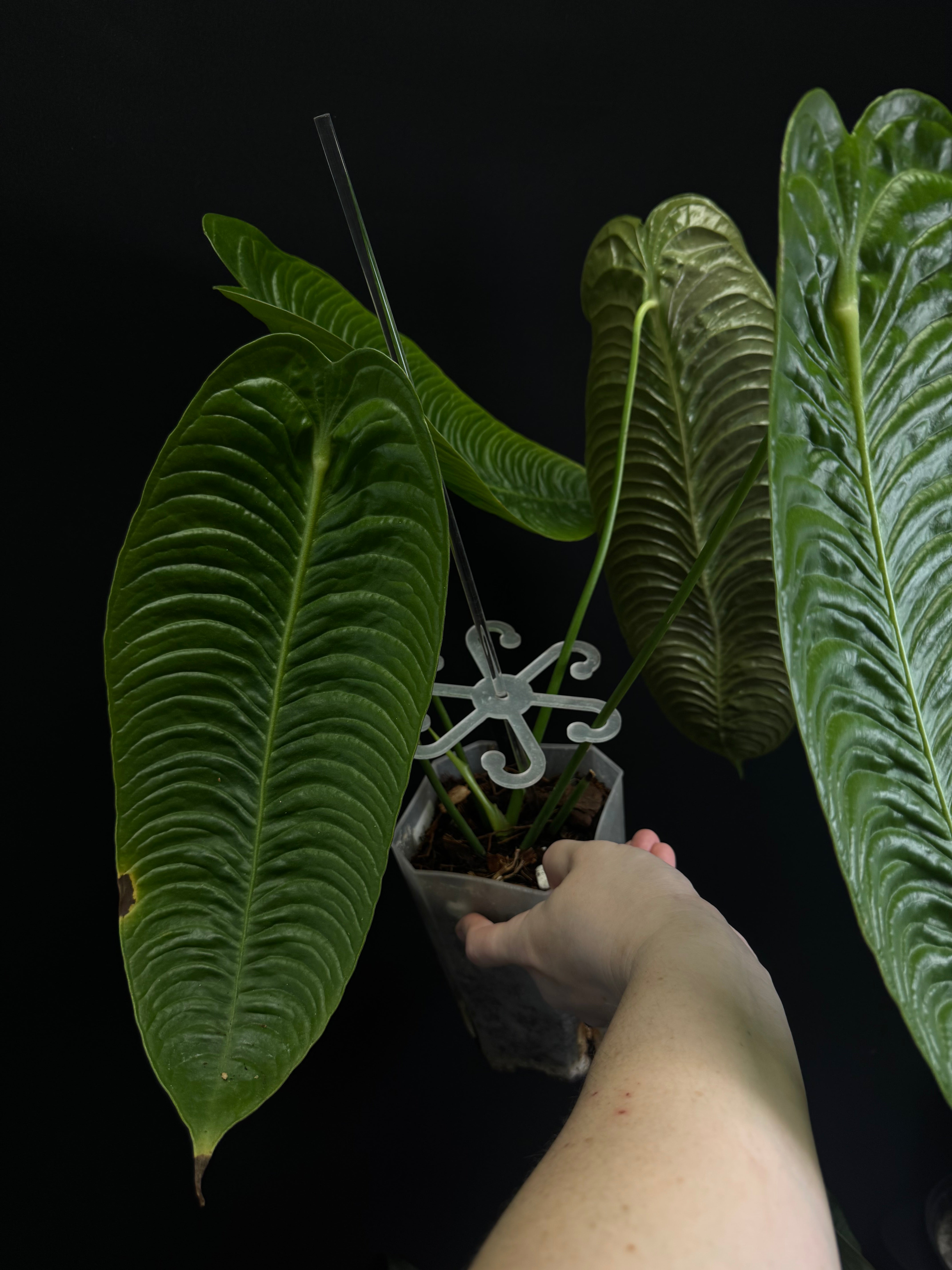 Anthurium Veitchii