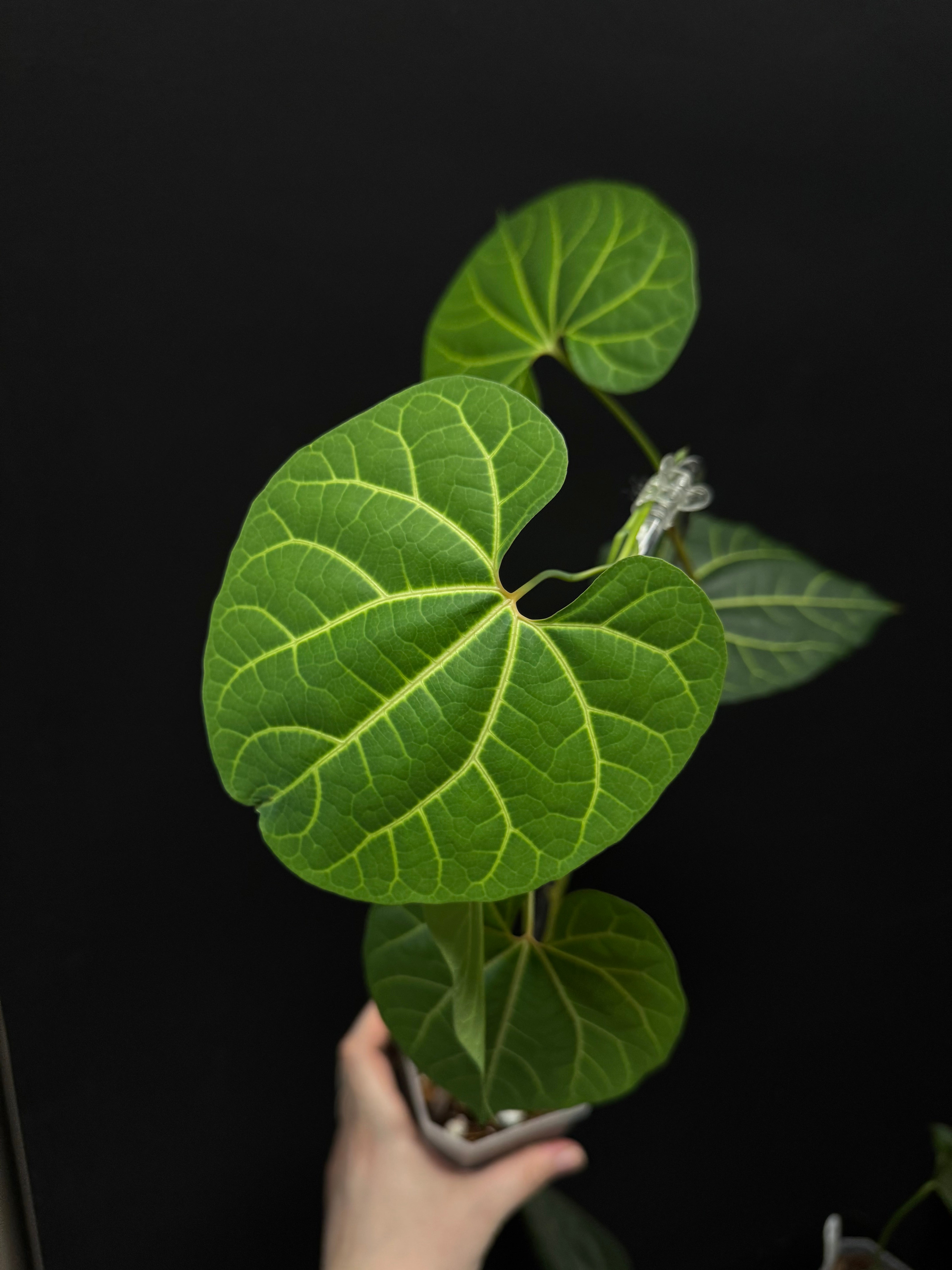 Aristolochia Leuconeura