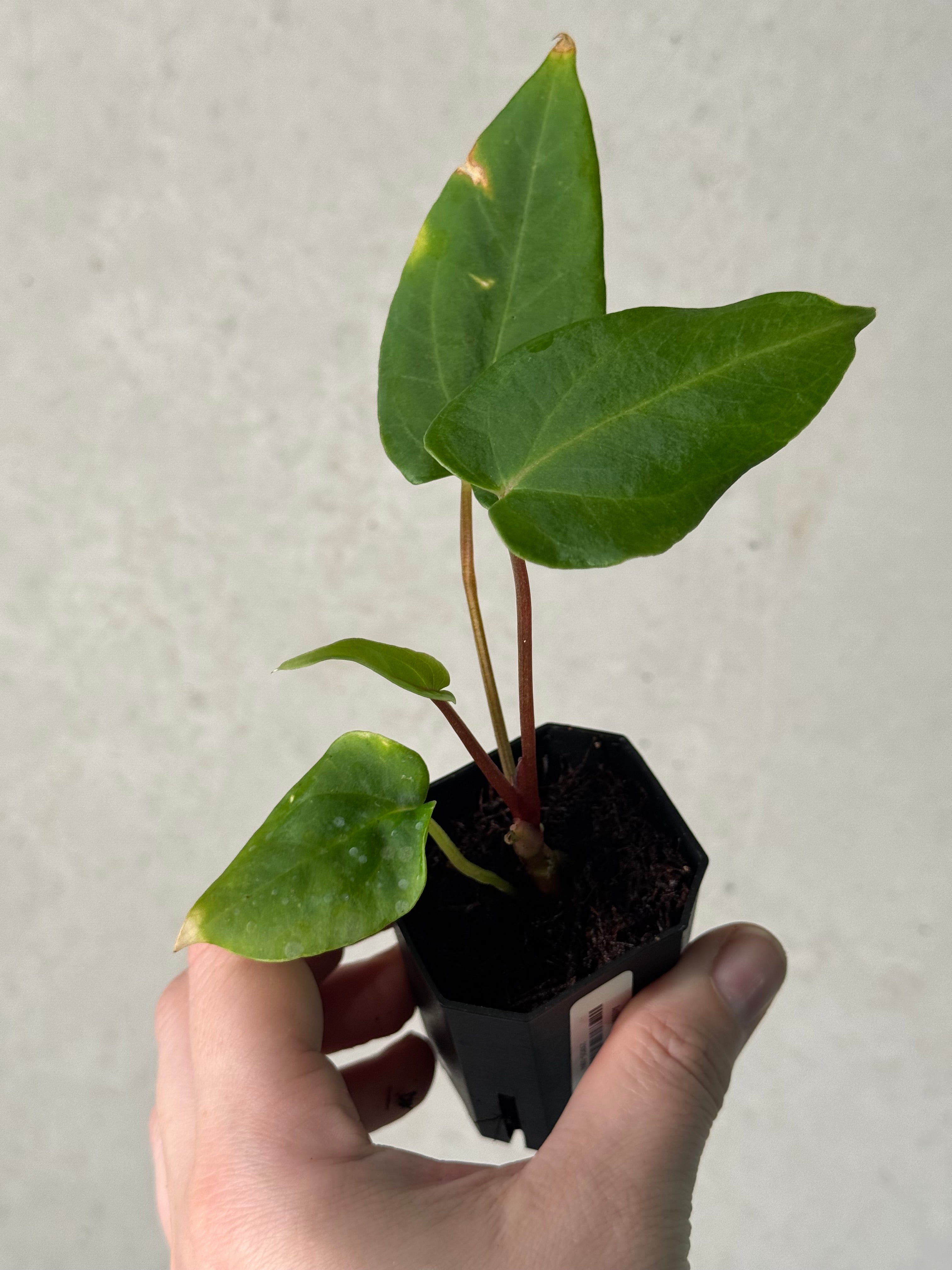 Anthurium ‘Dracula’ x self