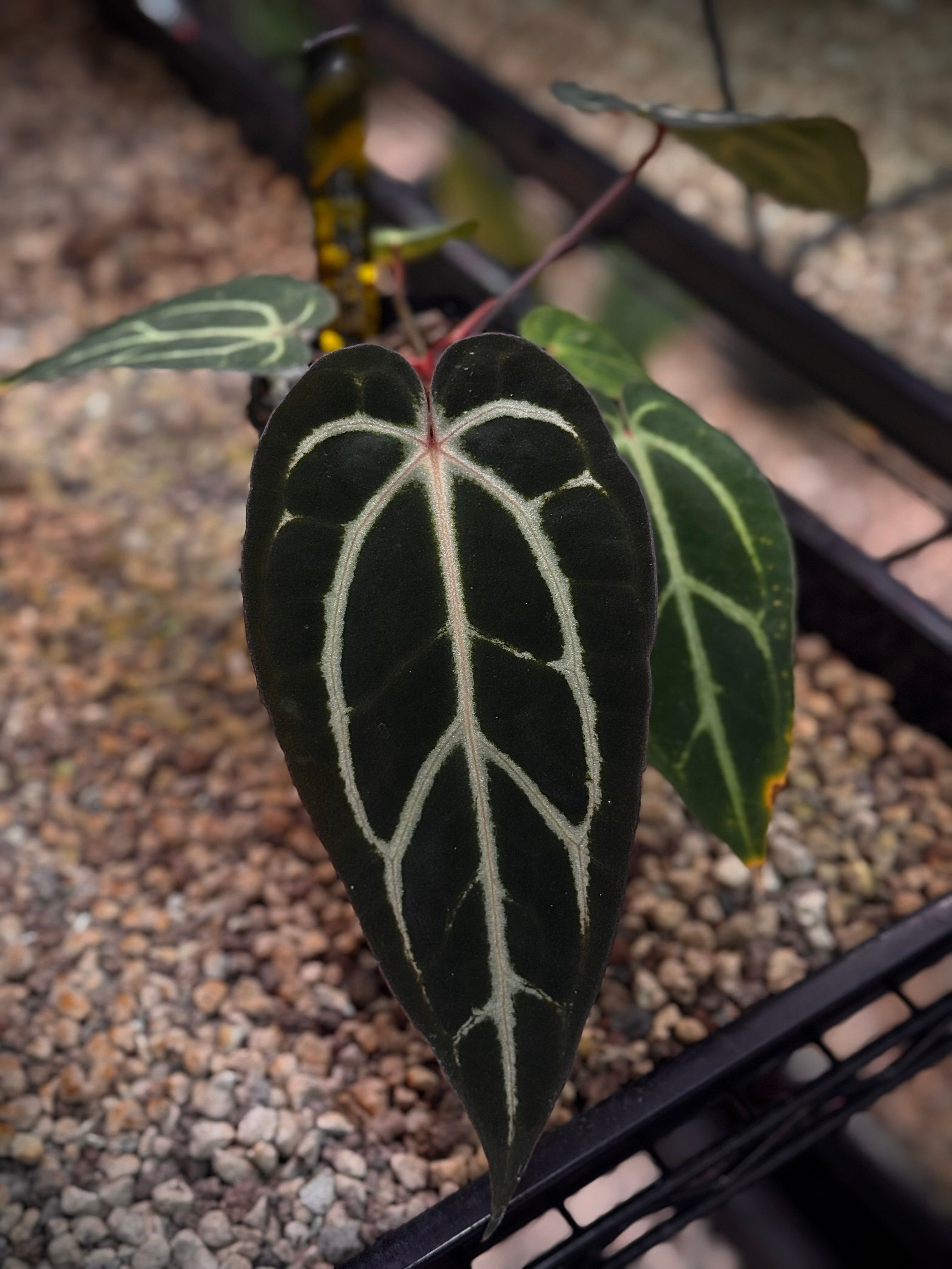 NFS: Anthurium Carlablackiae ('Round' x GPH-001) x GPH-001