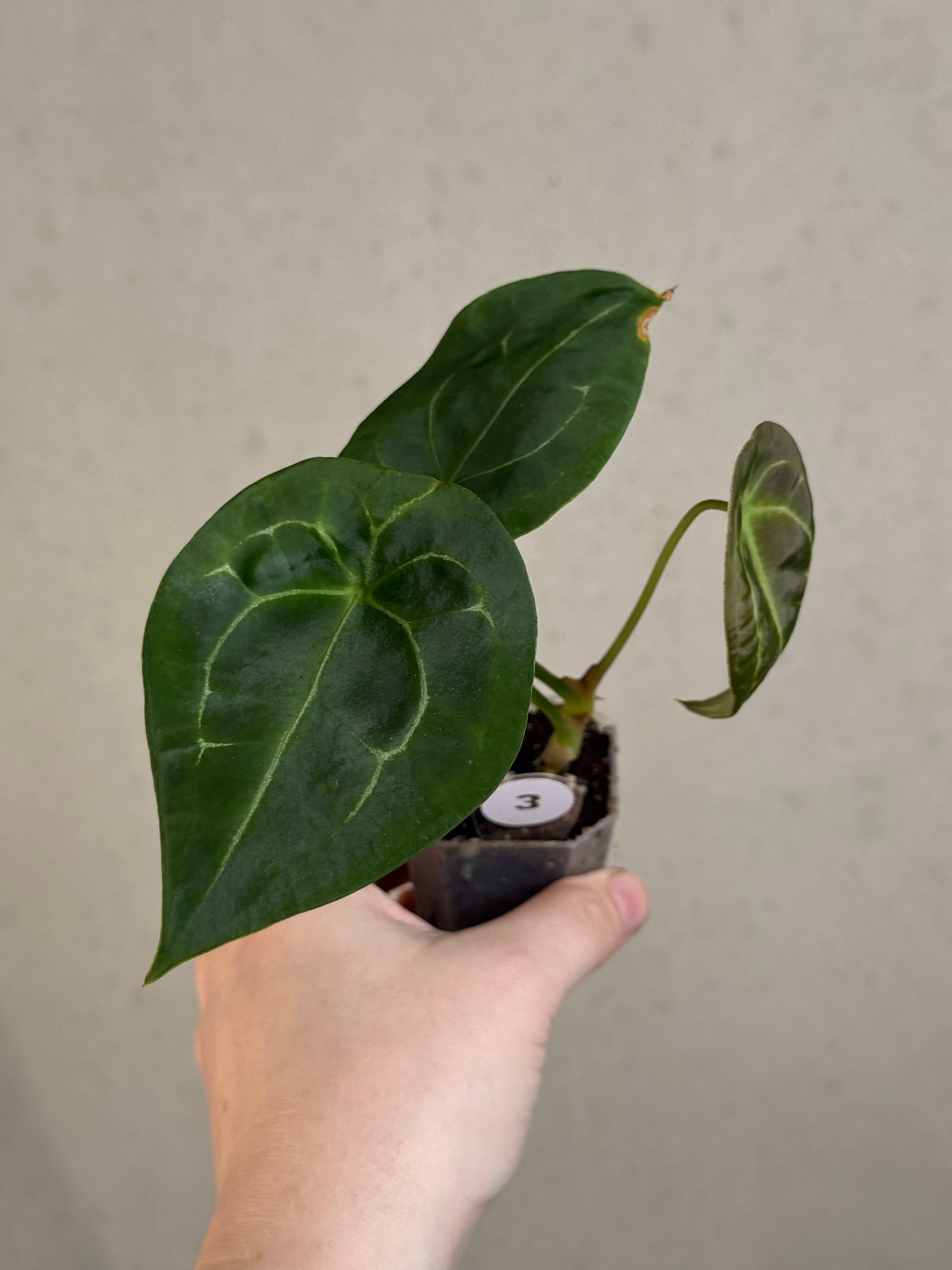 B-Grade/Sad Plants - Various Plants