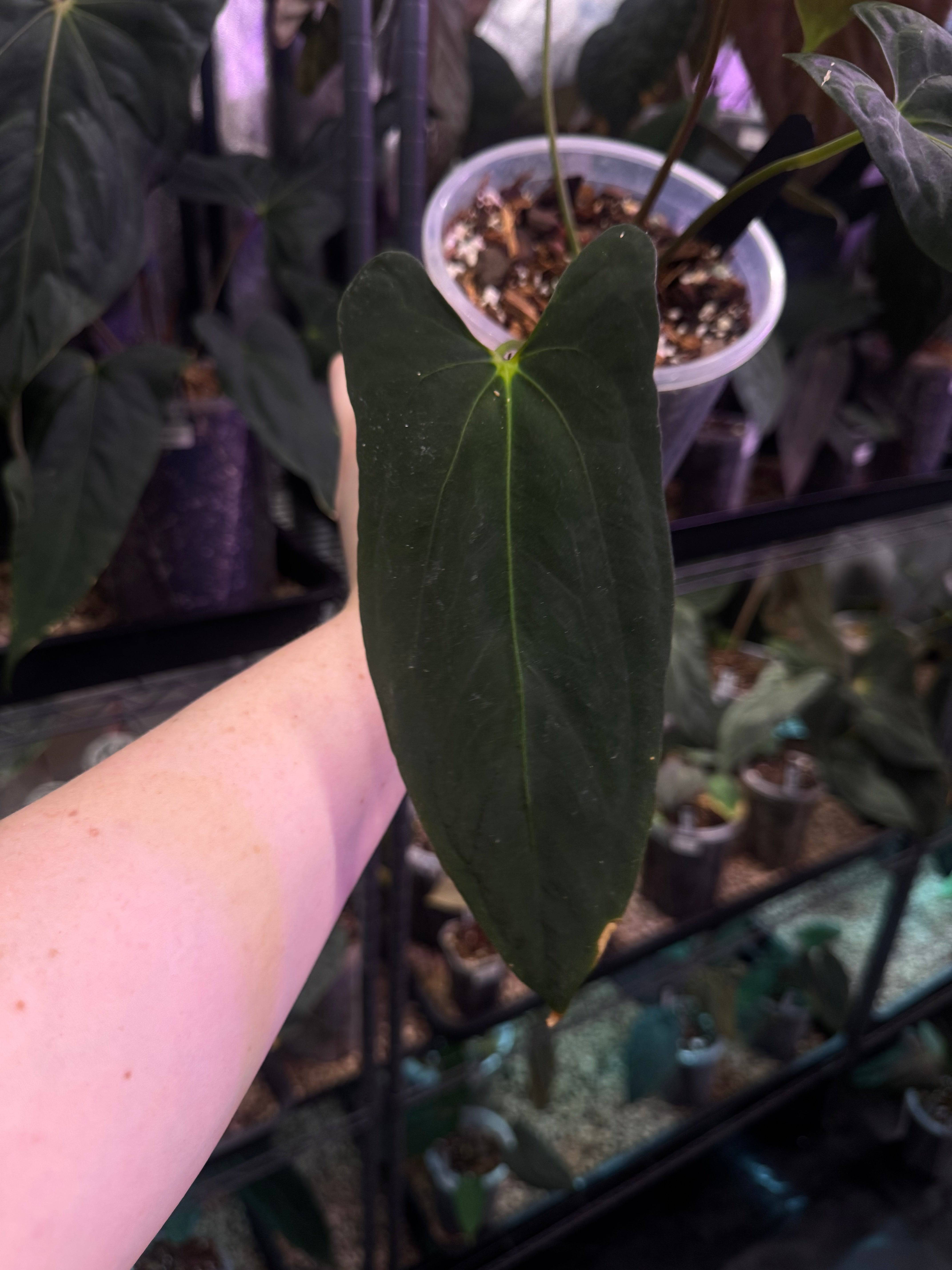 Anthurium Fort Sherman - Cutting - SMUKHI