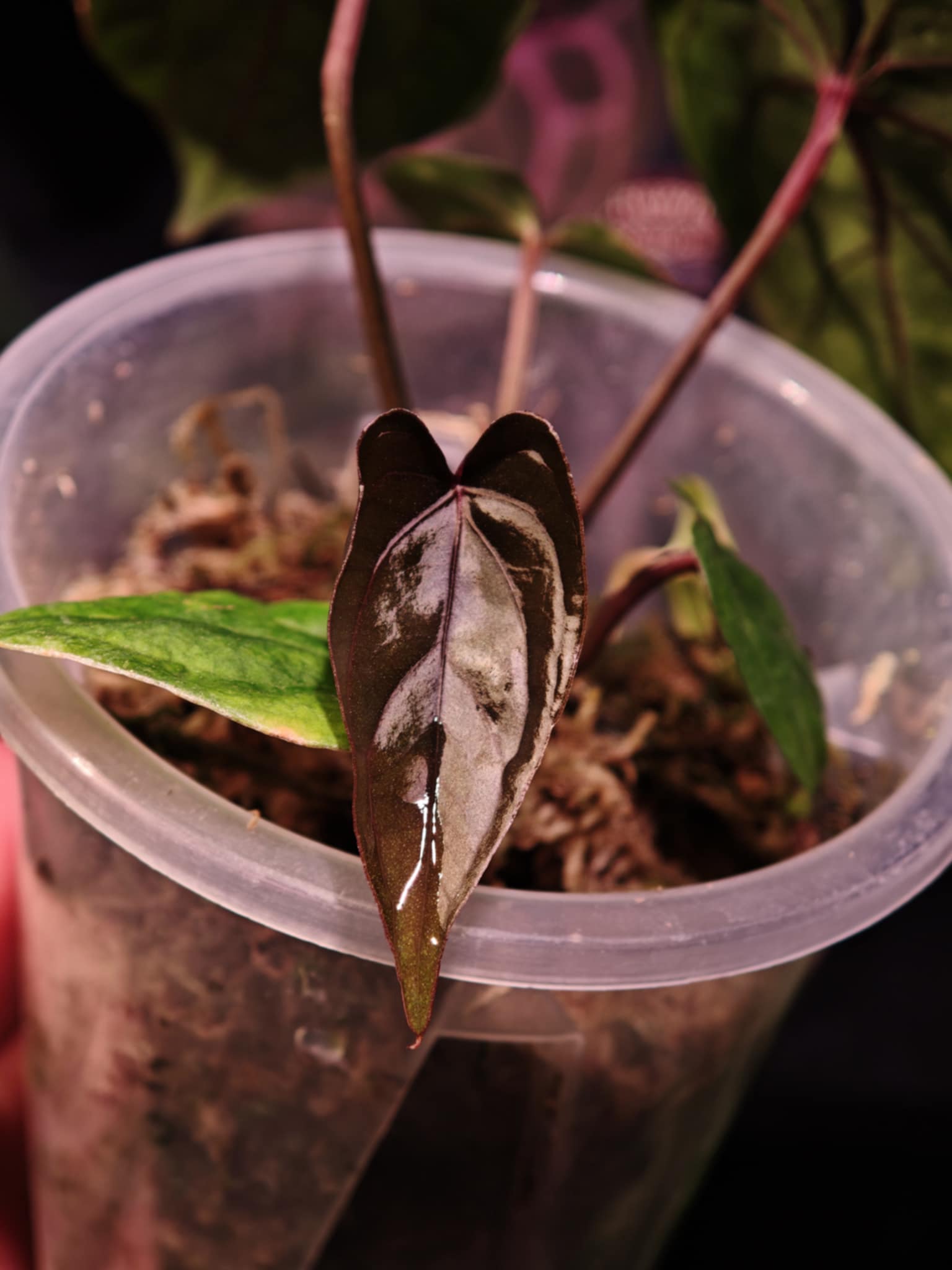 NFS: Anthurium 'Midnight Velvet' #2 - SMUKHI