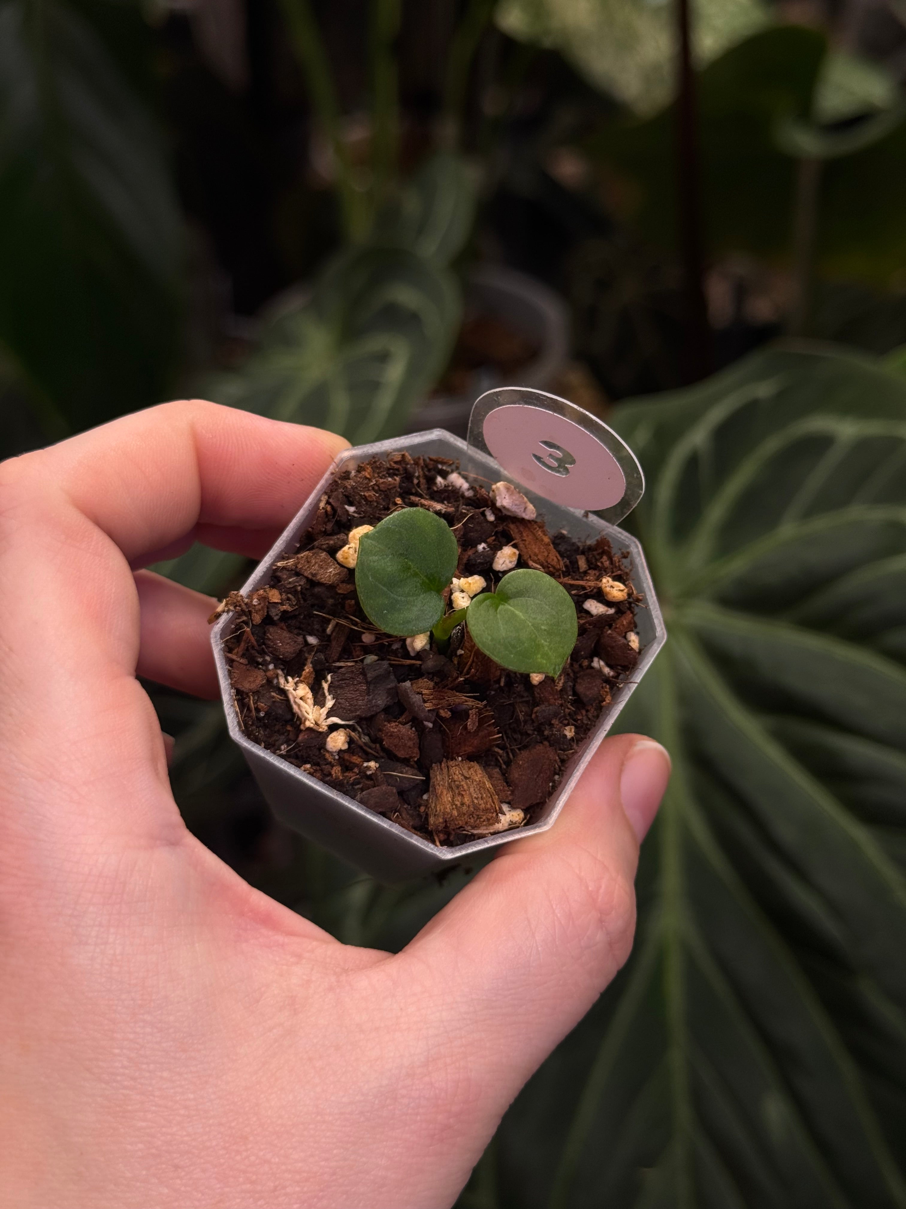Anthurium HU ‘Round’ x self