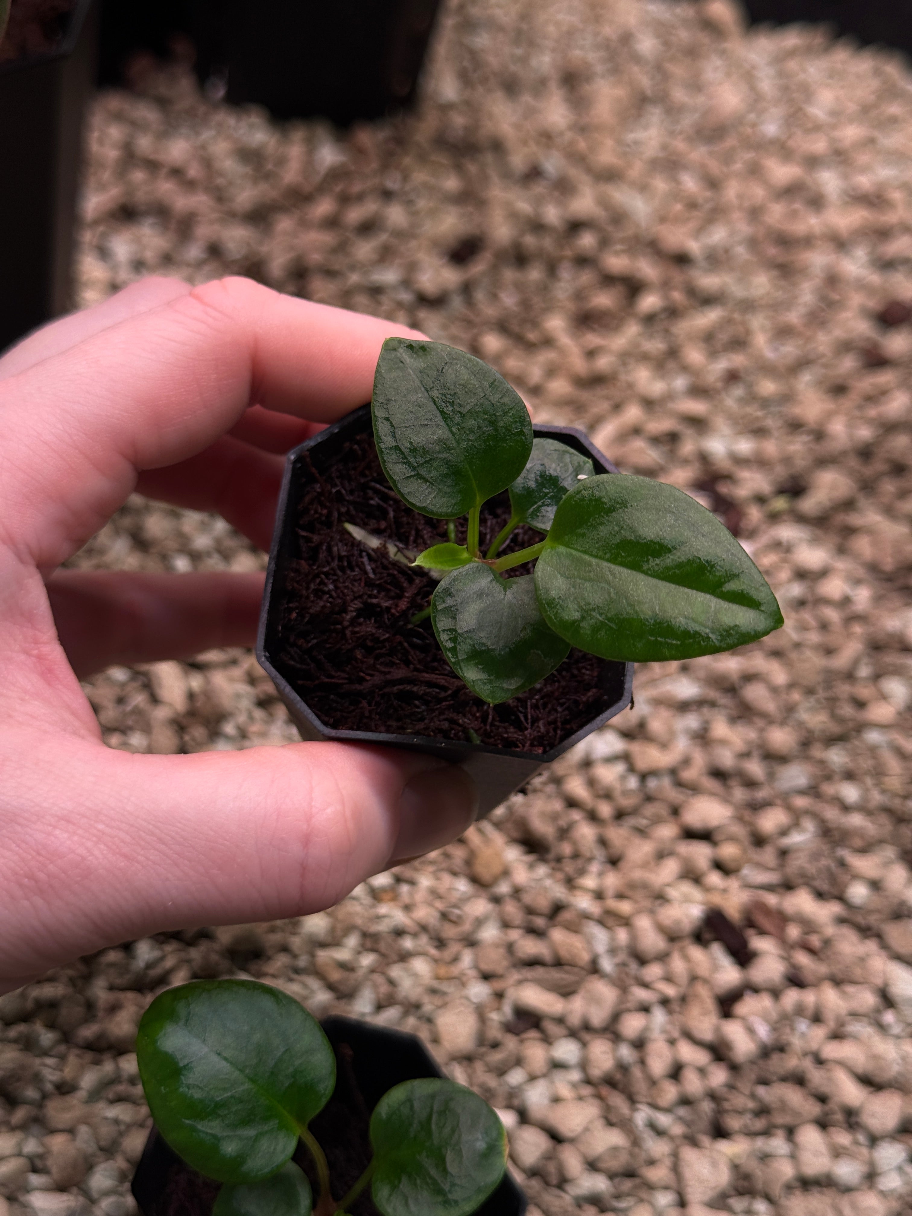 Anthurium Mr. Worldwide x Portillae ‘Dorito’
