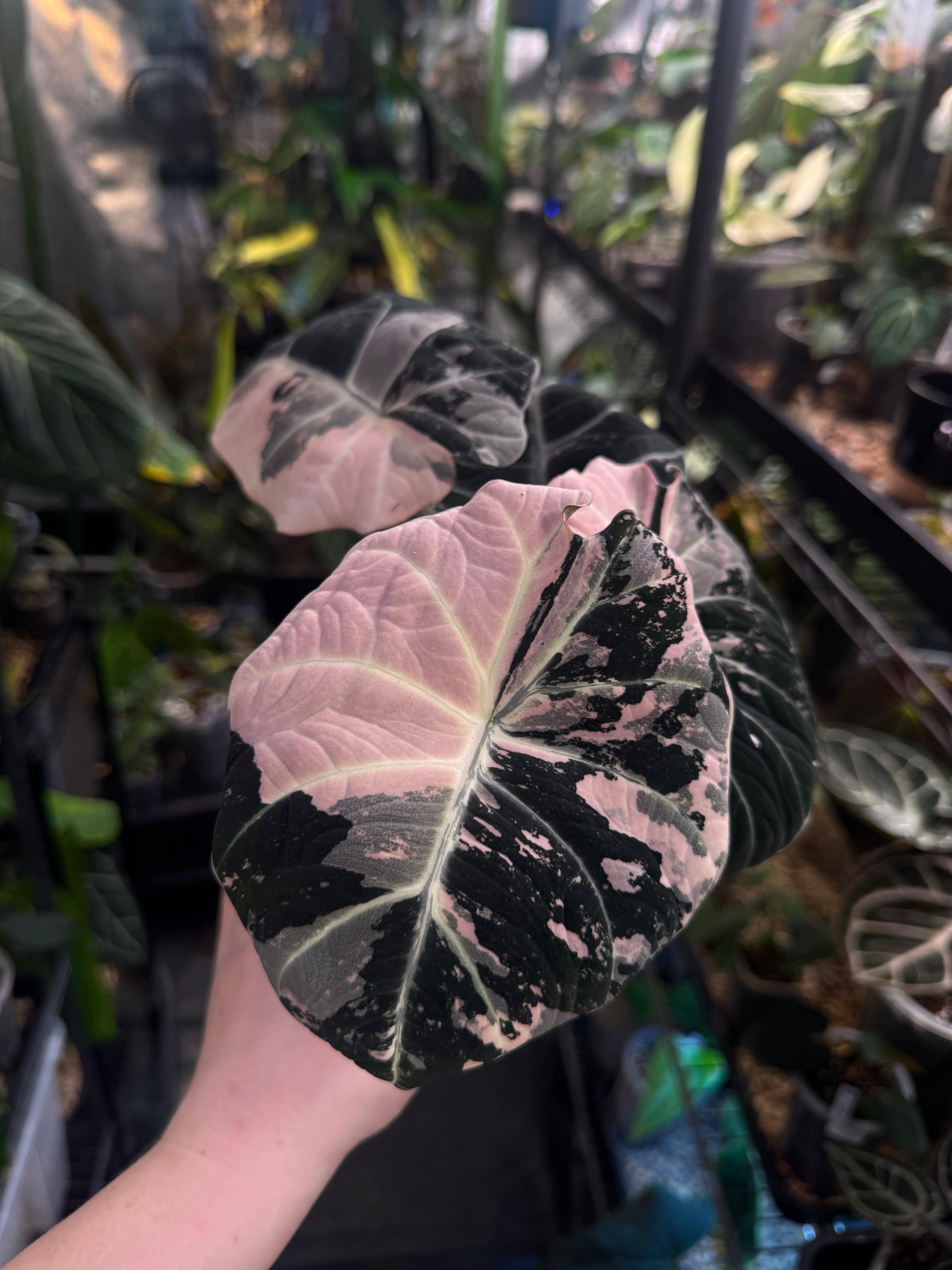 NFS: Alocasia Black Velvet Pink Variegata - SMUKHI