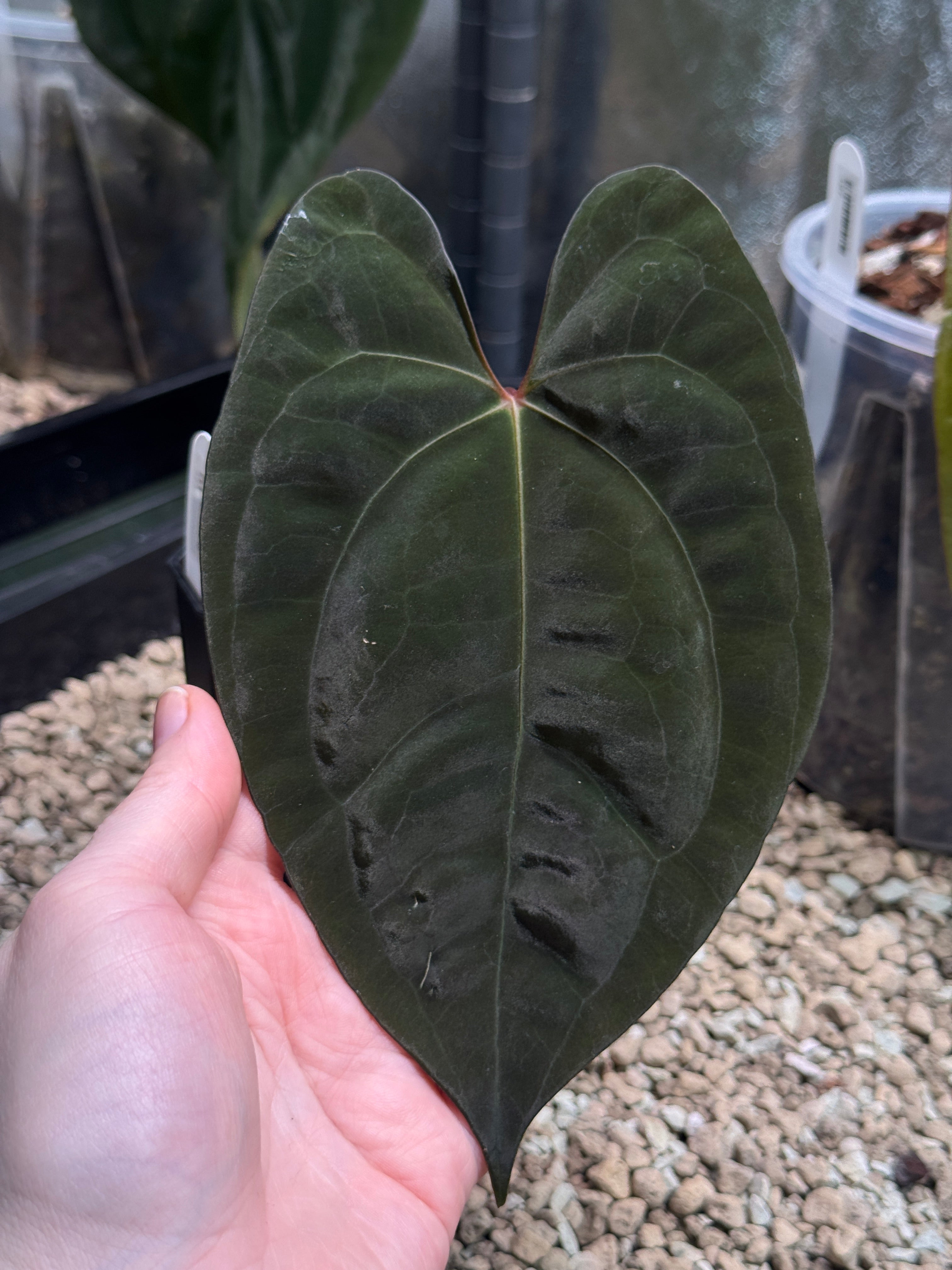 Anthurium Goliath x Dark Phoenix - Clone