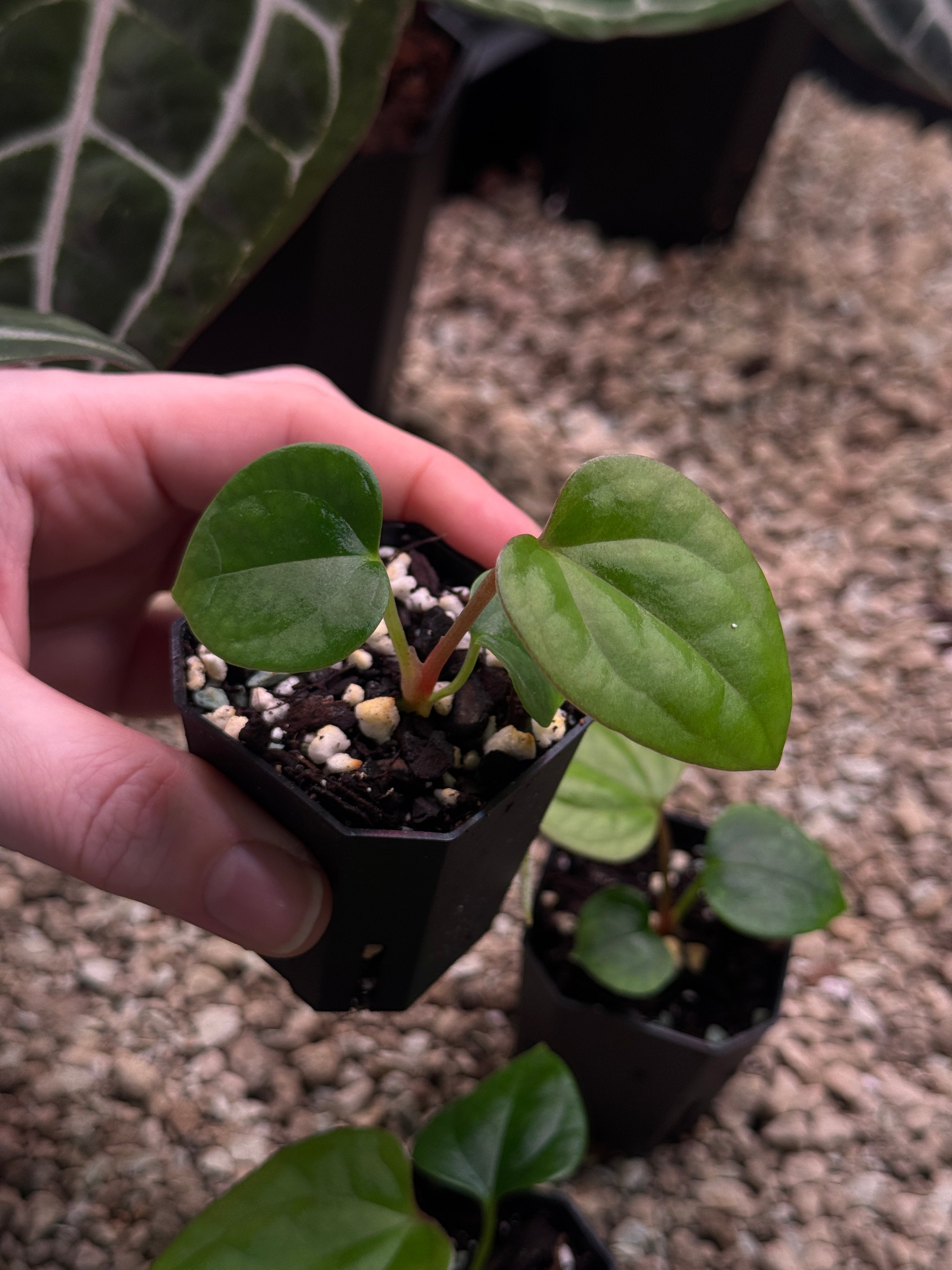 Anthurium (Dark Phoenix x Goliath) x (sp. Napo x Luxurians)