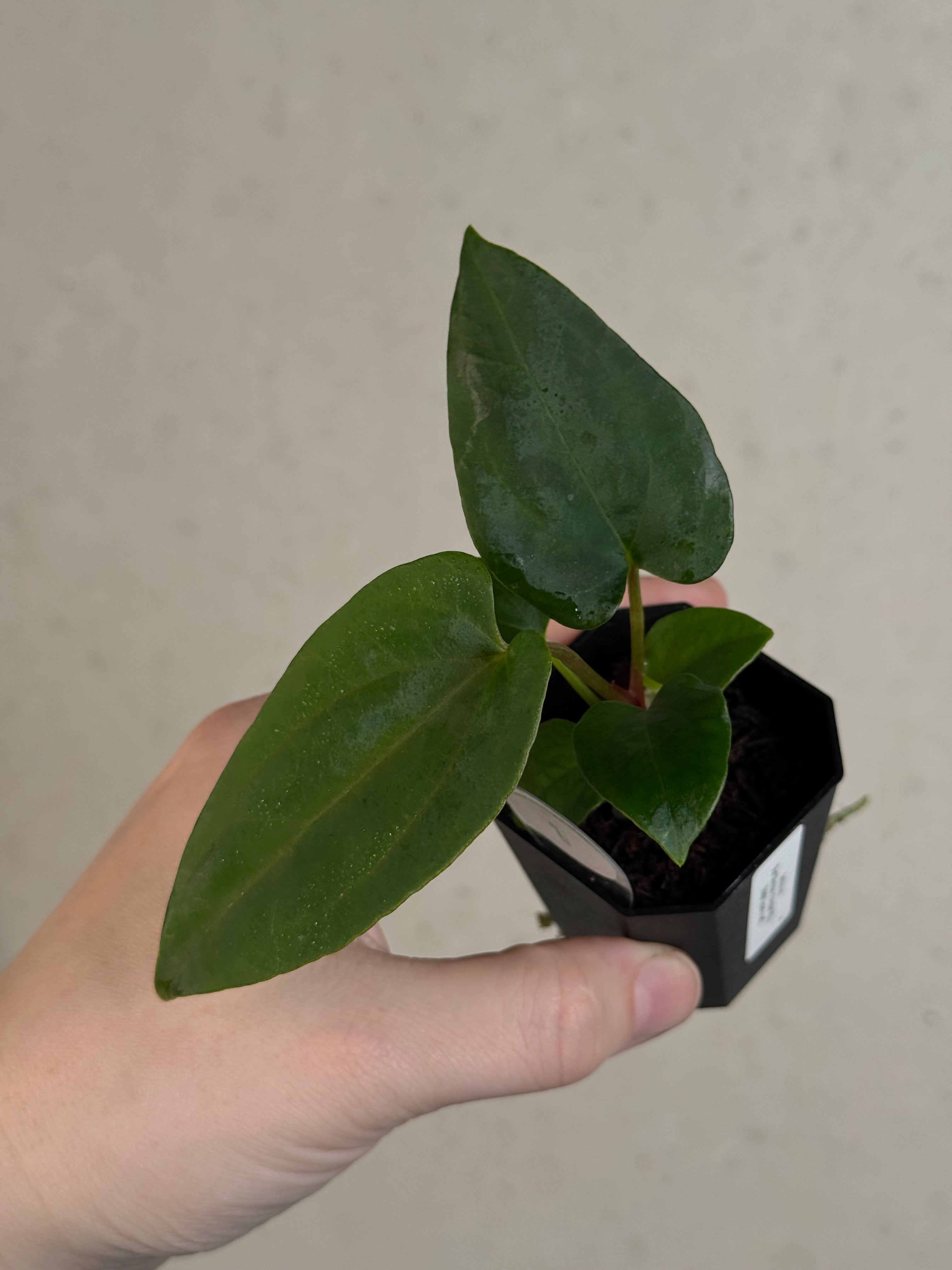 Anthurium (Fort Sherman x Dressleri RG) x (Ralph Lynam x self)