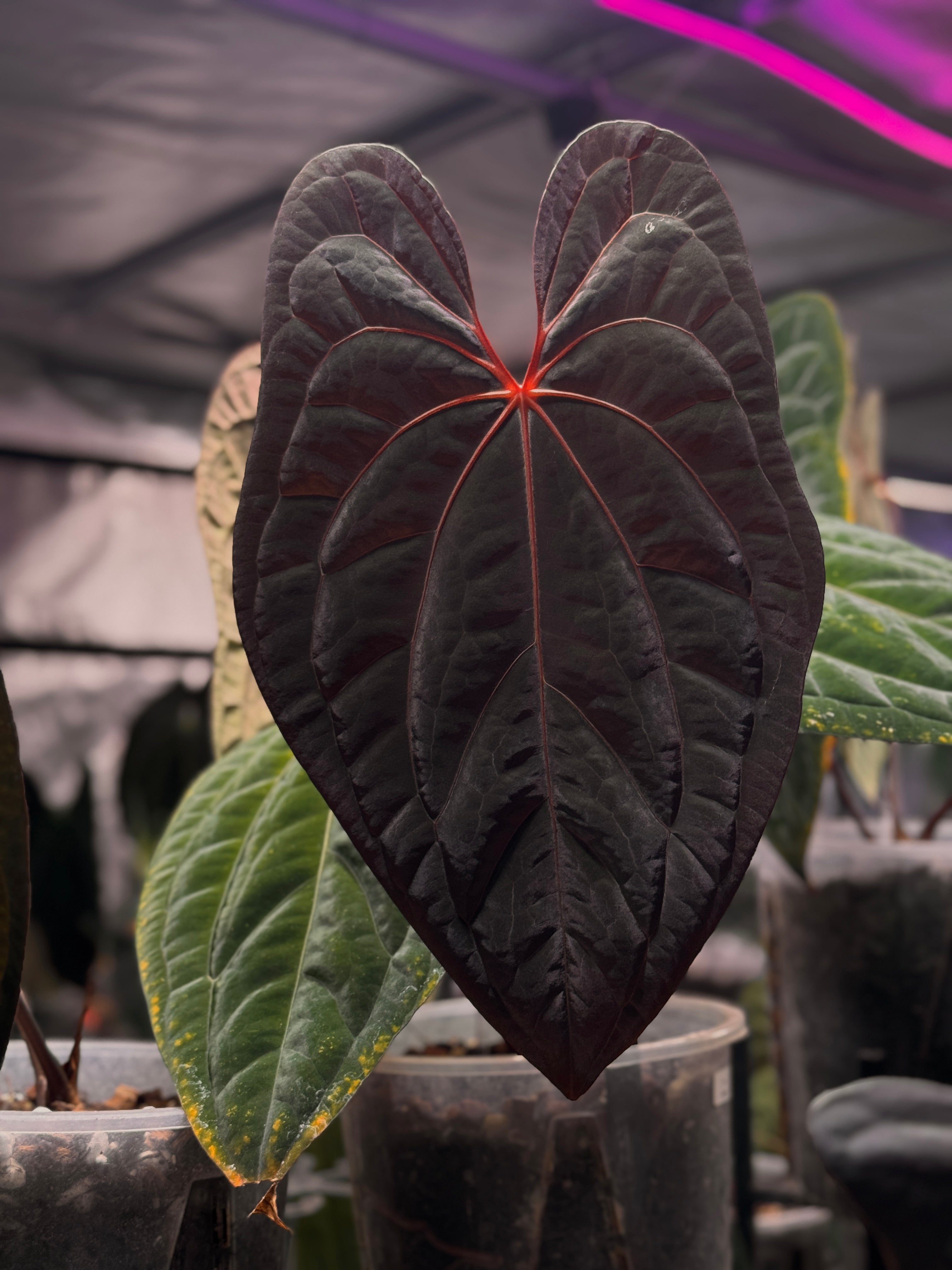 Anthurium RVDP - Clone