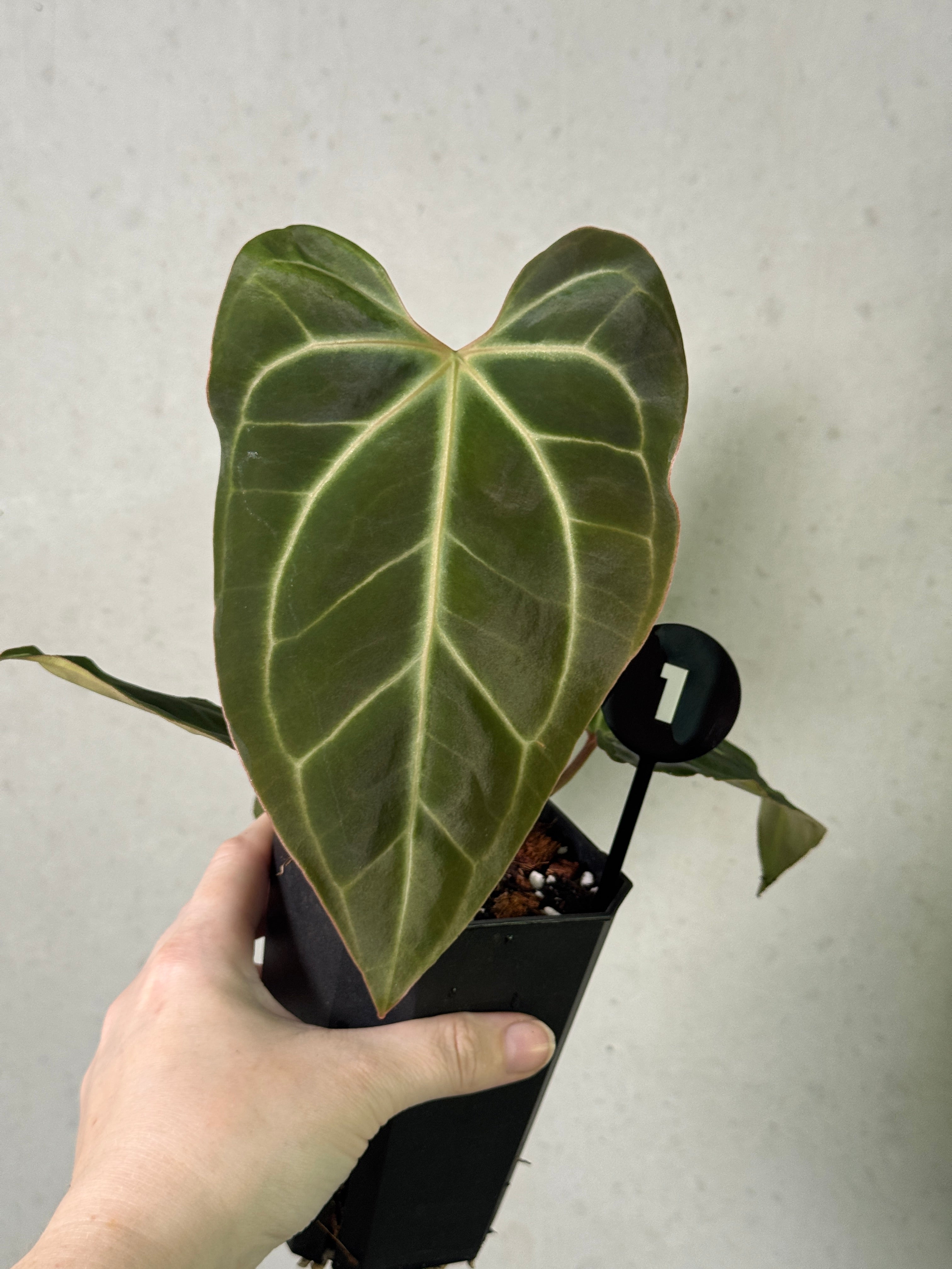 Smukhi Anthurium Besseae aff plant with glossy green leaves and vibrant red flowers, showcasing lush tropical foliage.