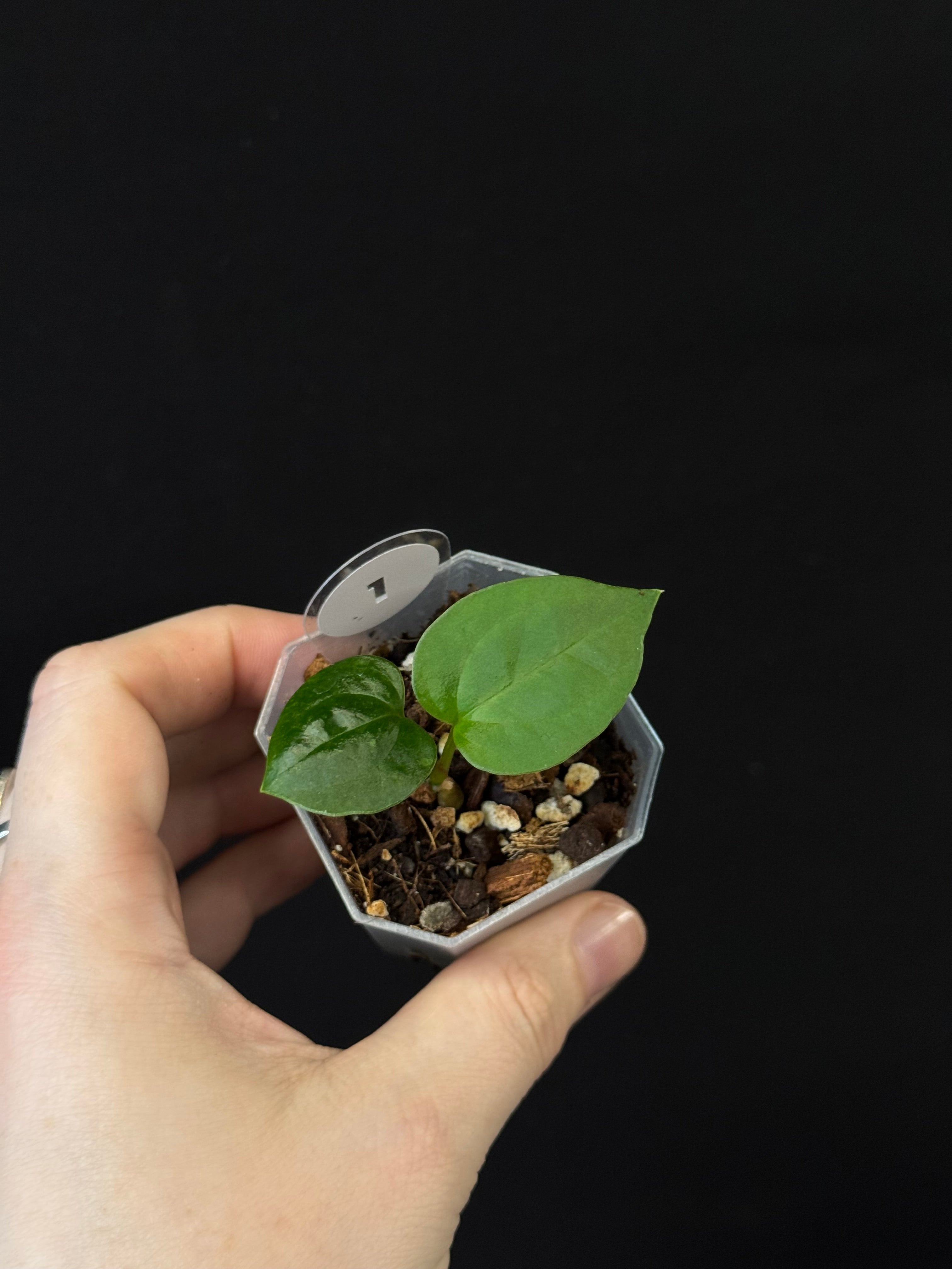 Anthurium (Goliath x Dark Phoenix) x Michelle