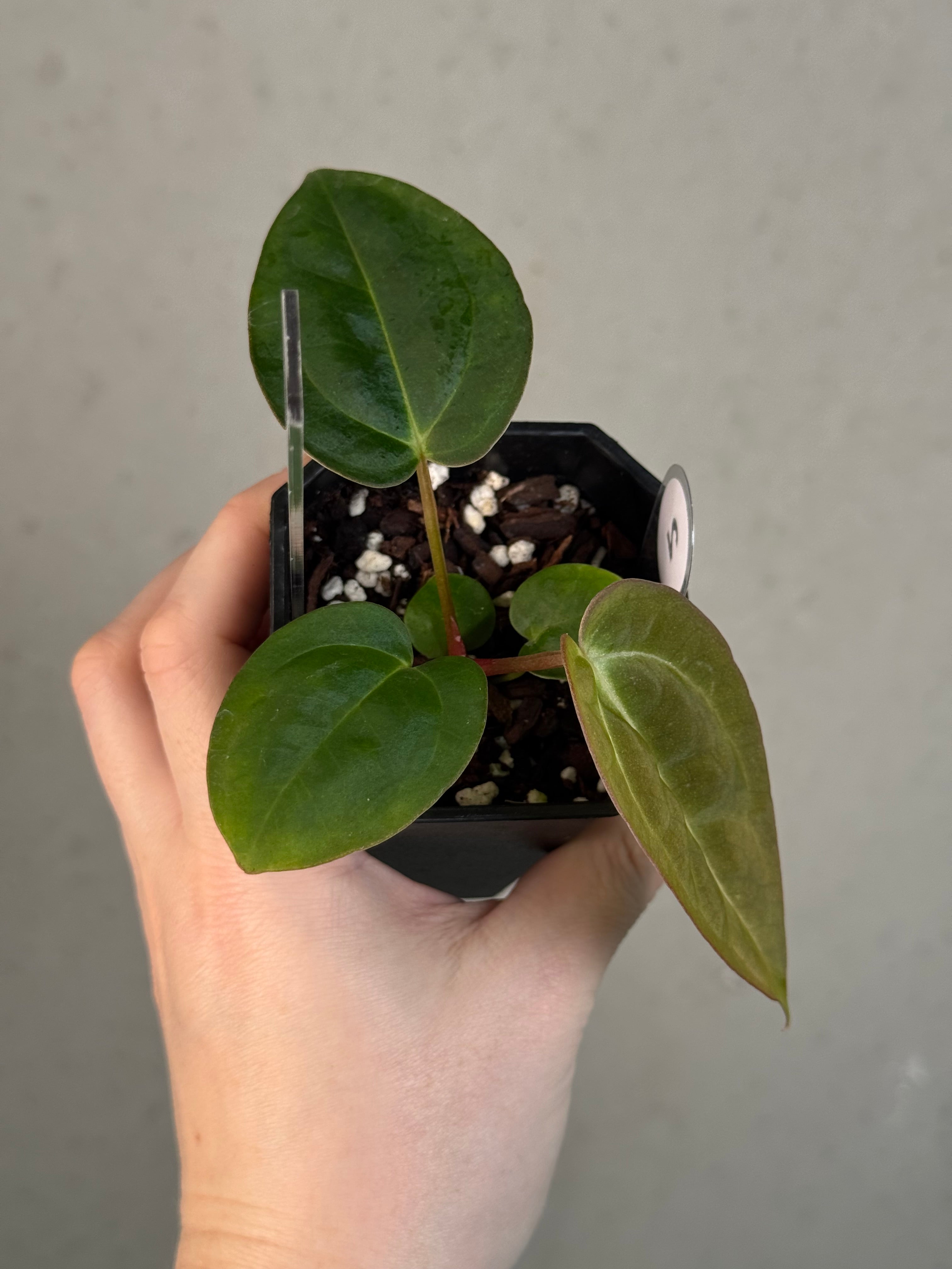 Anthurium ‘Vein Blade’