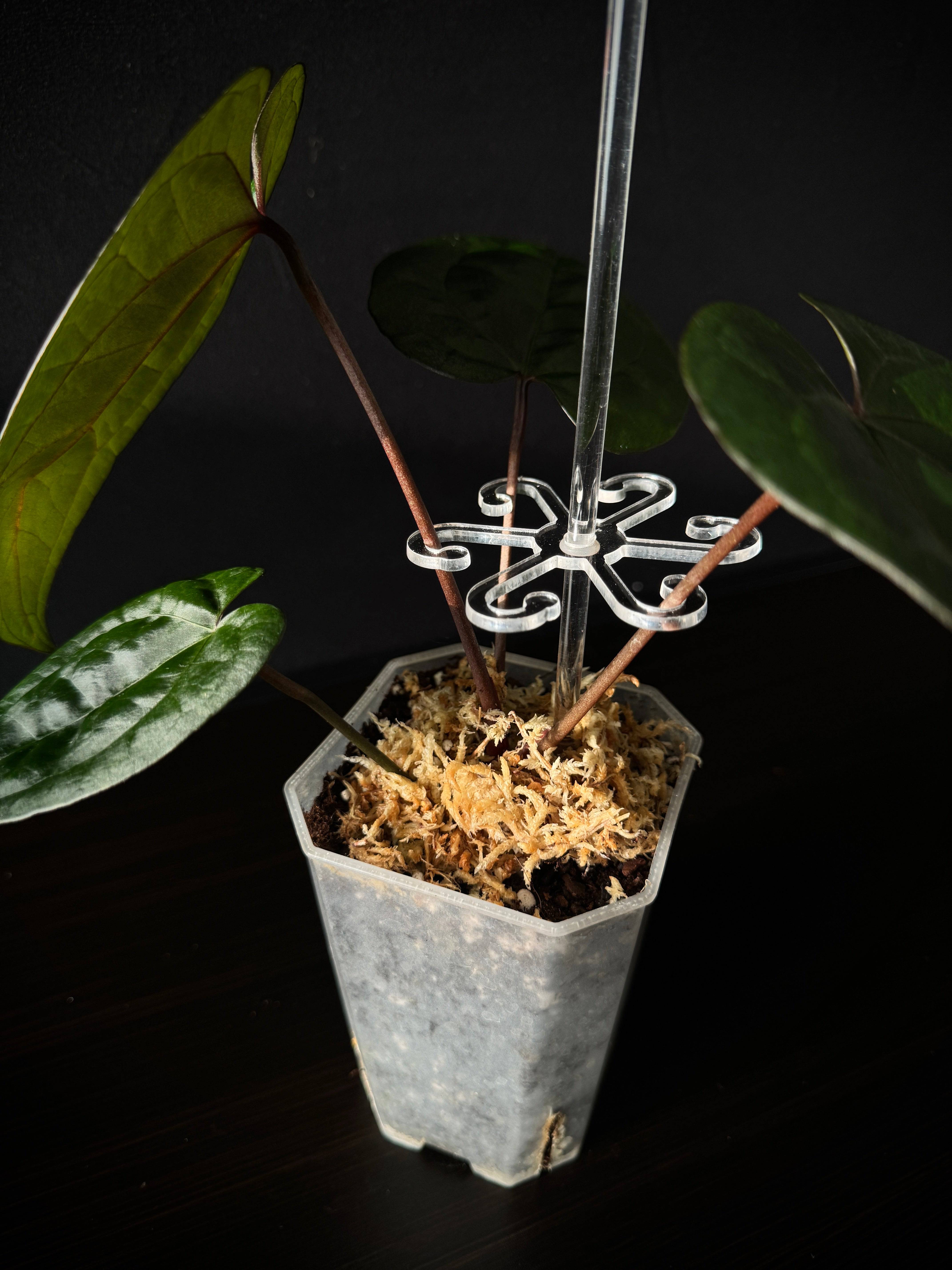 Stem Support Hook ‘Octopus’ - SMUKHI