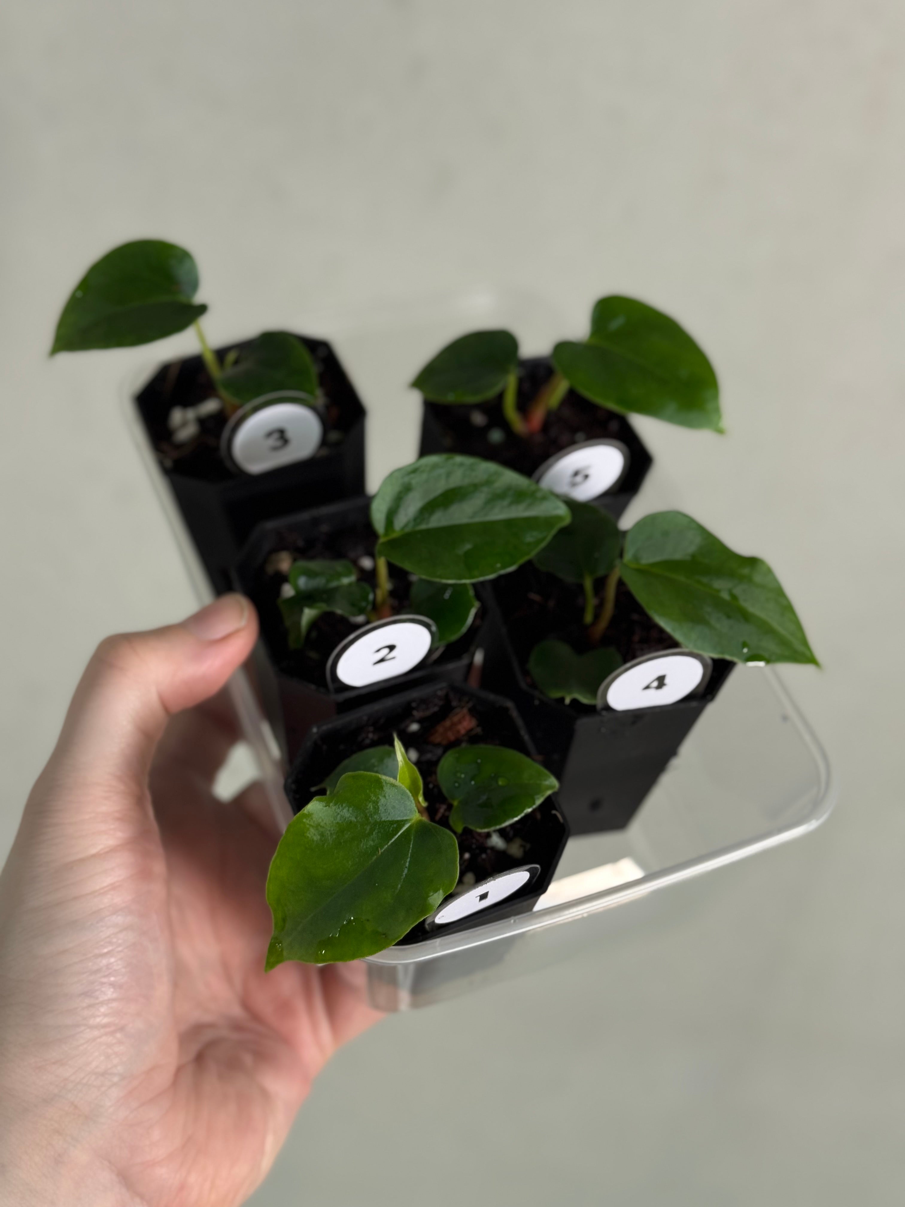 Anthurium Papillilaminum Ree Gardens x (Ralph Lynam x self)