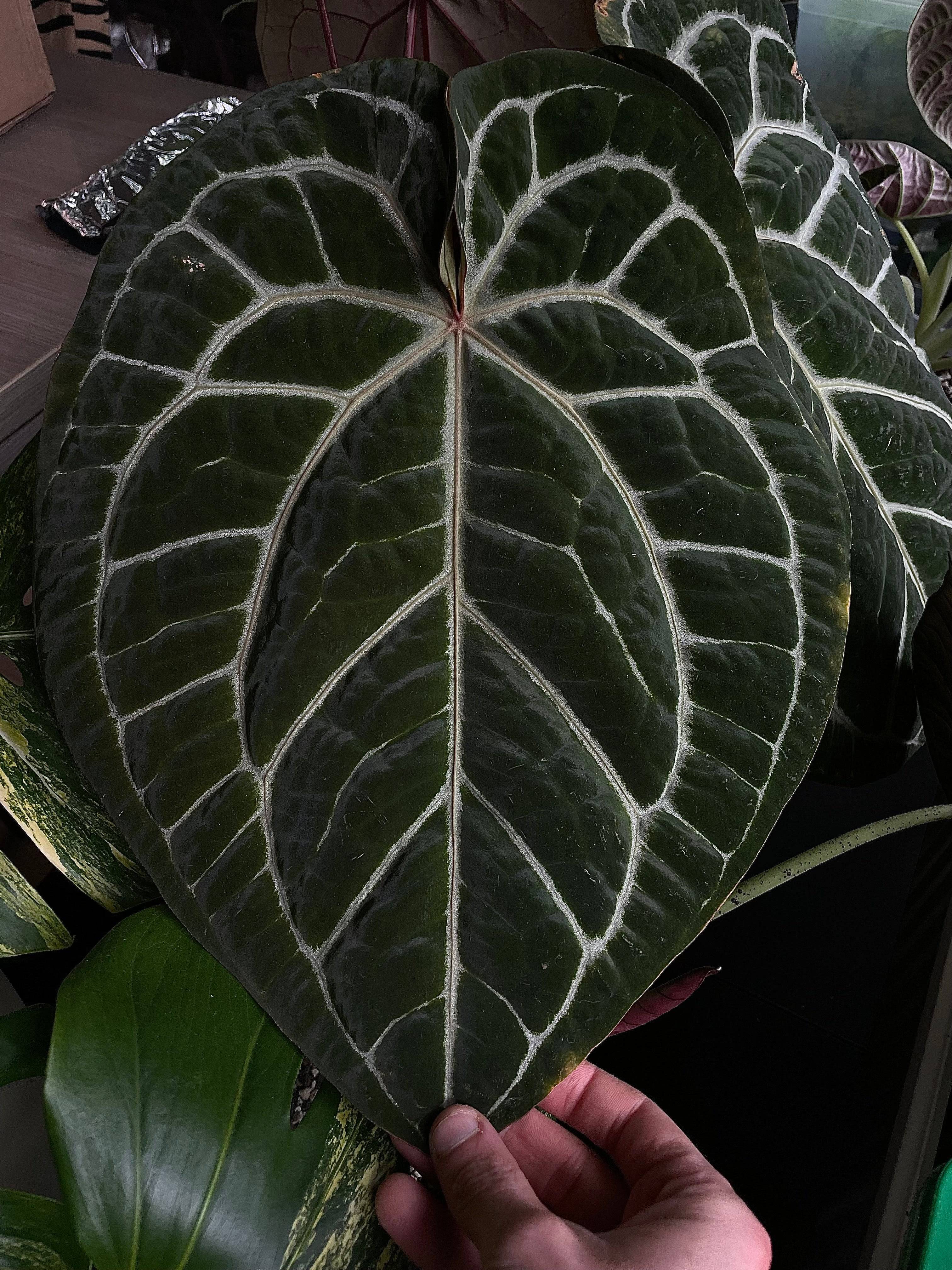 Anthurium Michelle x Luxurians - SMUKHI