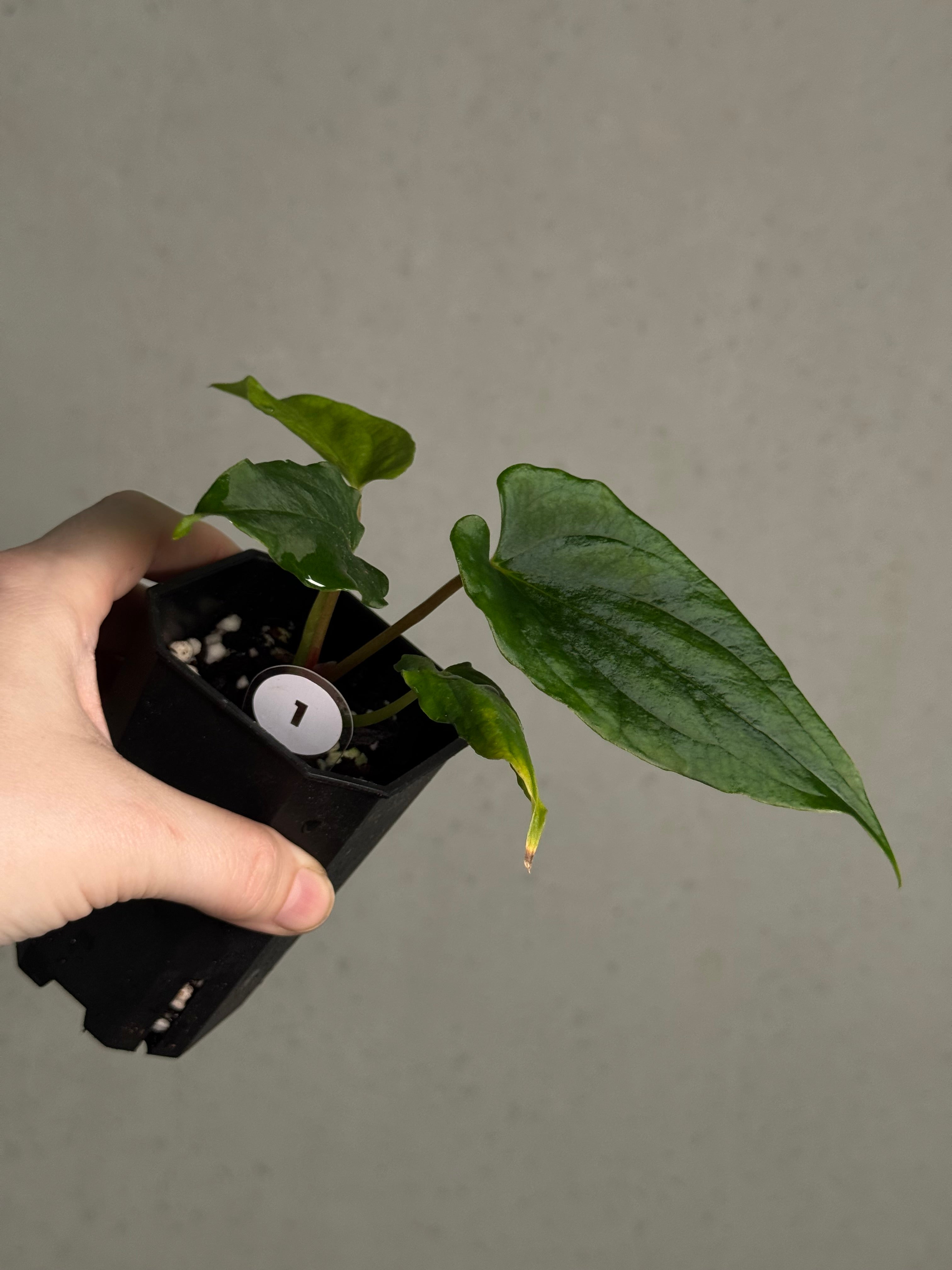 Anthurium Ralph Lynam x self - SMUKHI