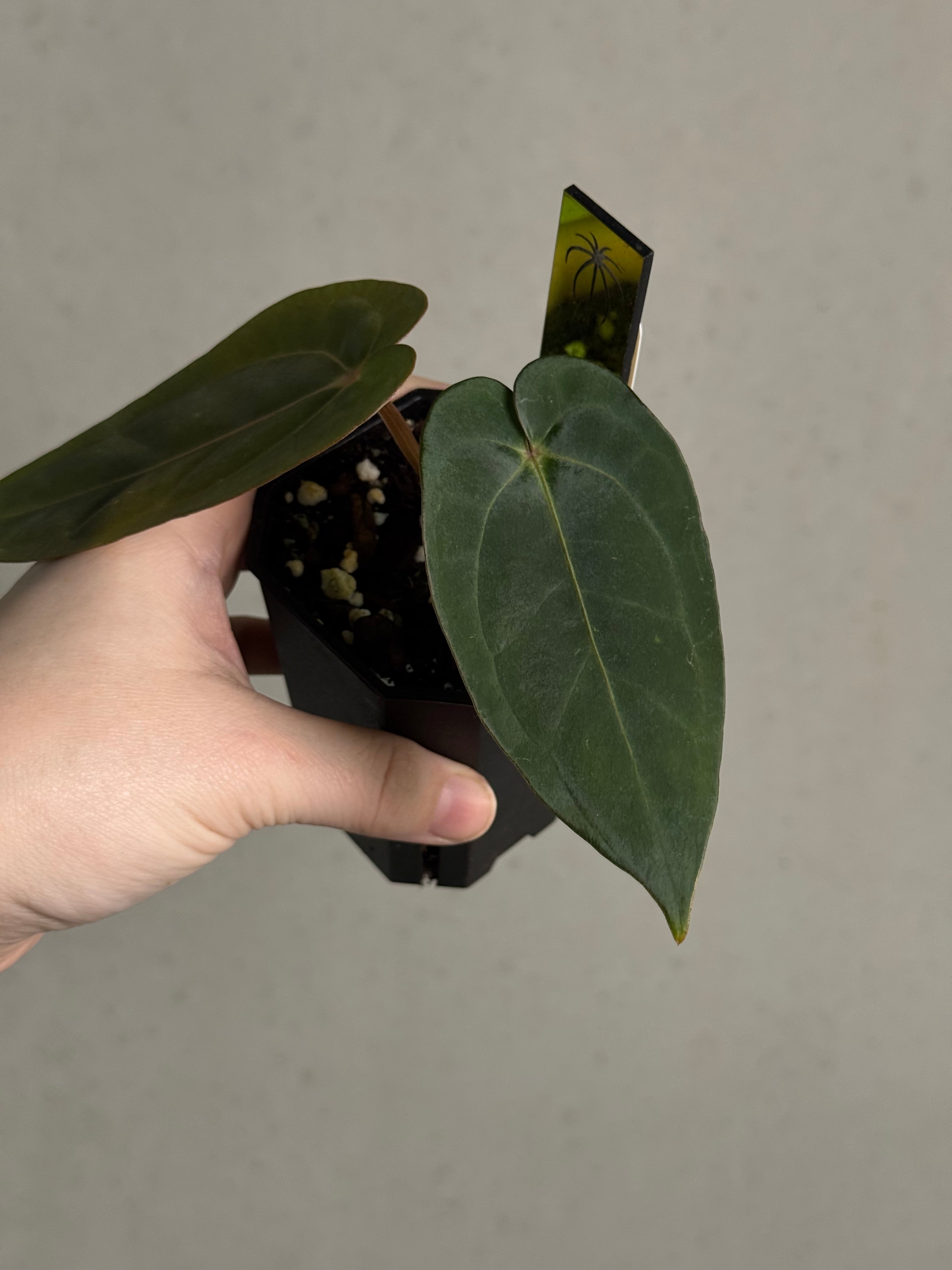 Anthurium Dressleri RG F2 ‘Dark Clone’ x Carlablackiae GPH-001 - Sad Plant - SMUKHI