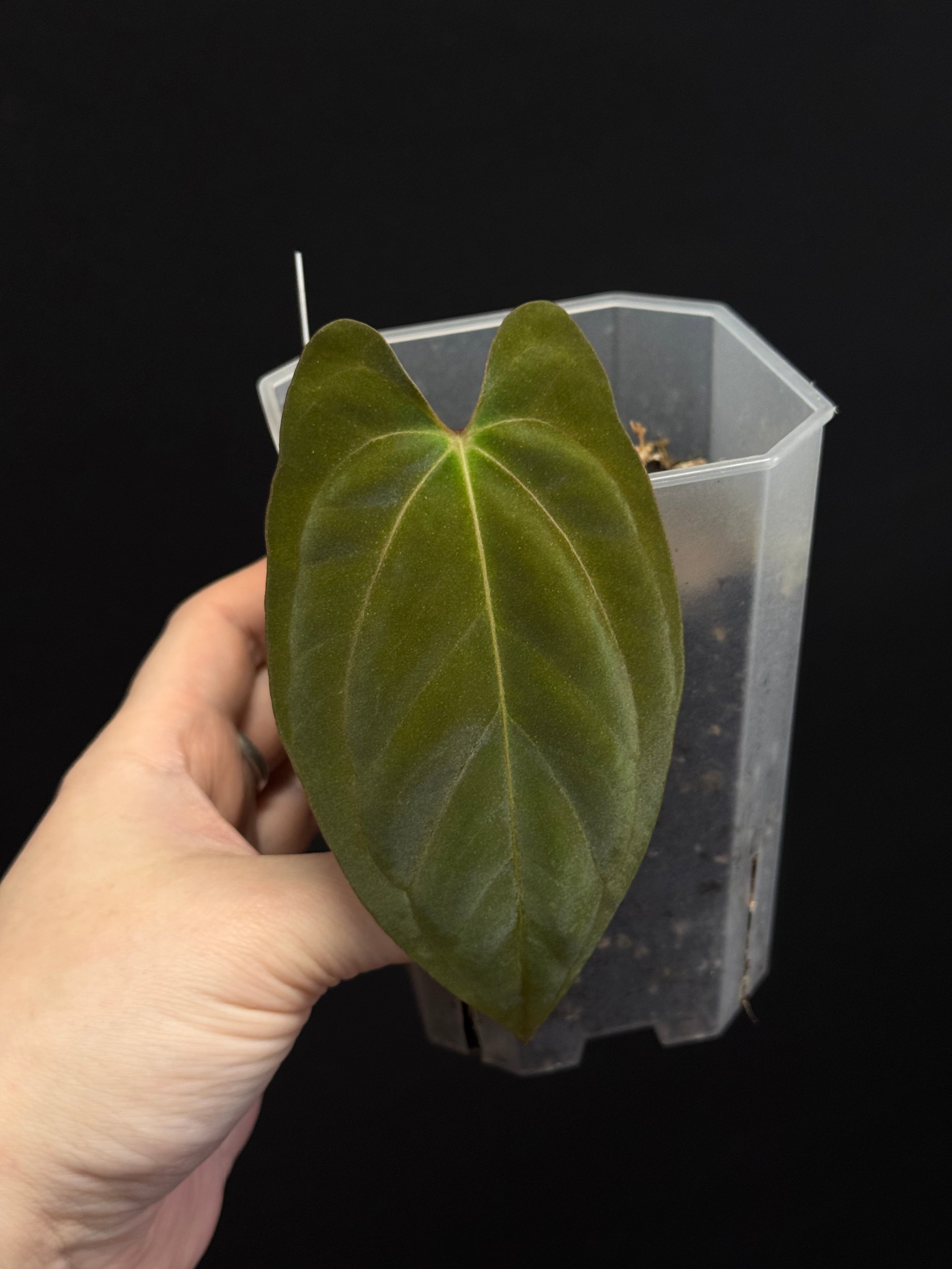 Anthurium Dark Phoenix x RLxFS